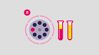 PRP Therapy infographic 2