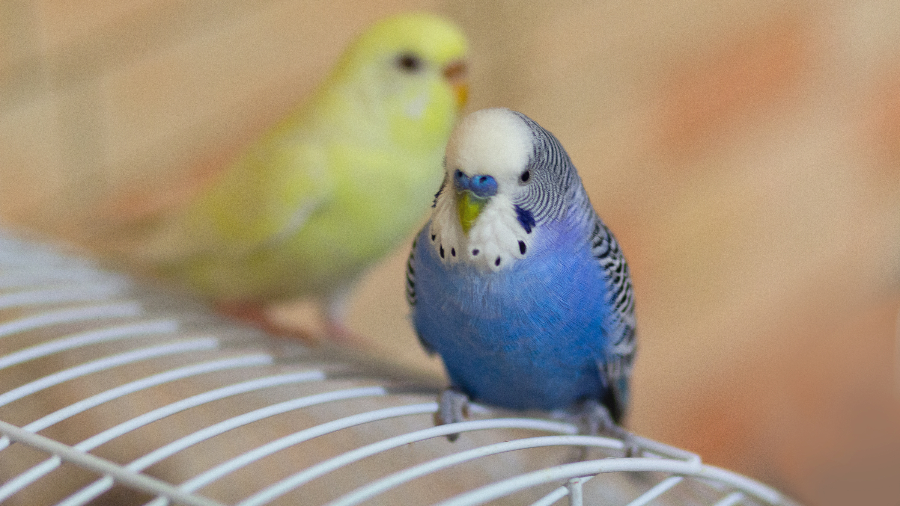 bird on cage