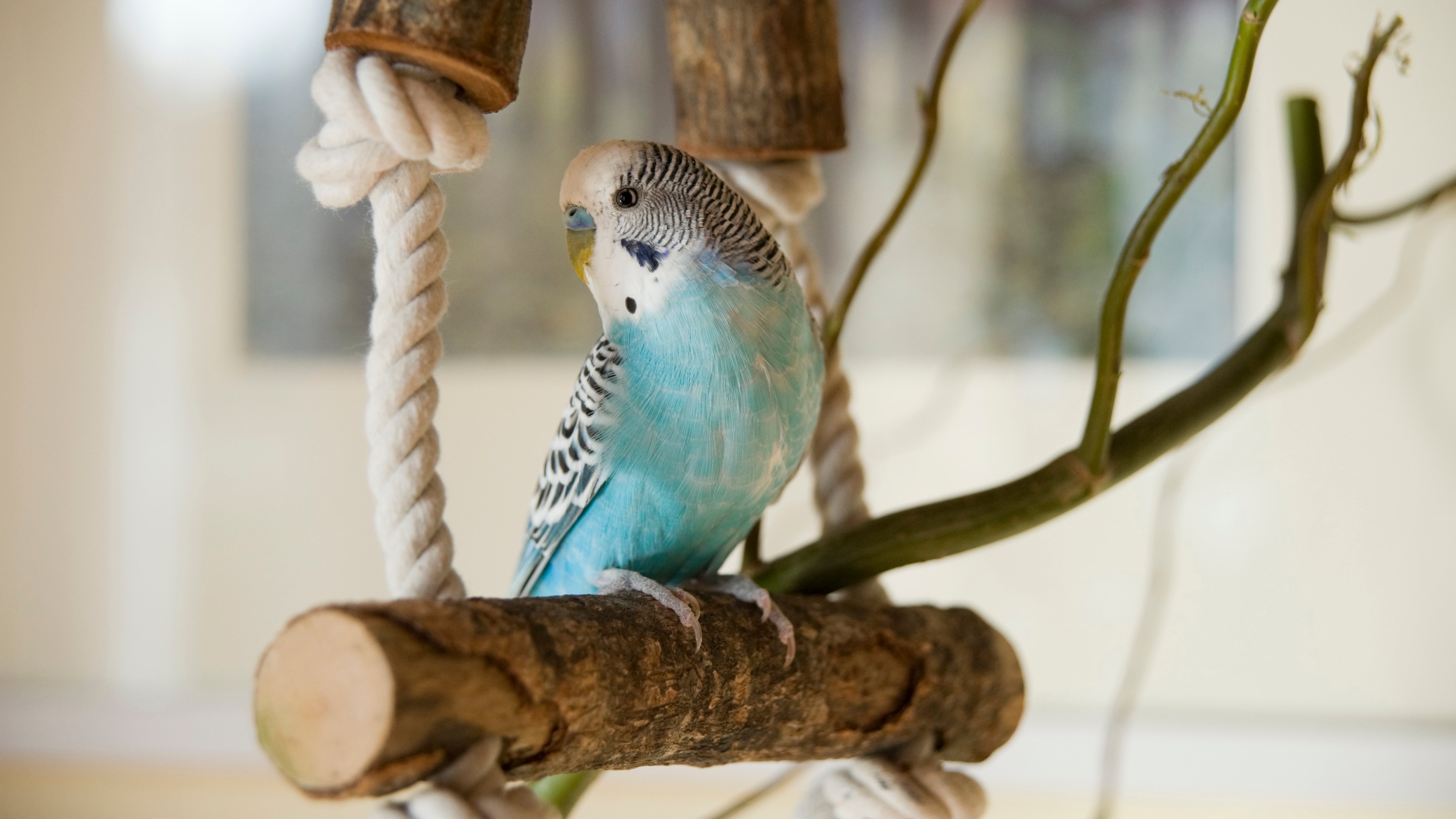 bird on wood log