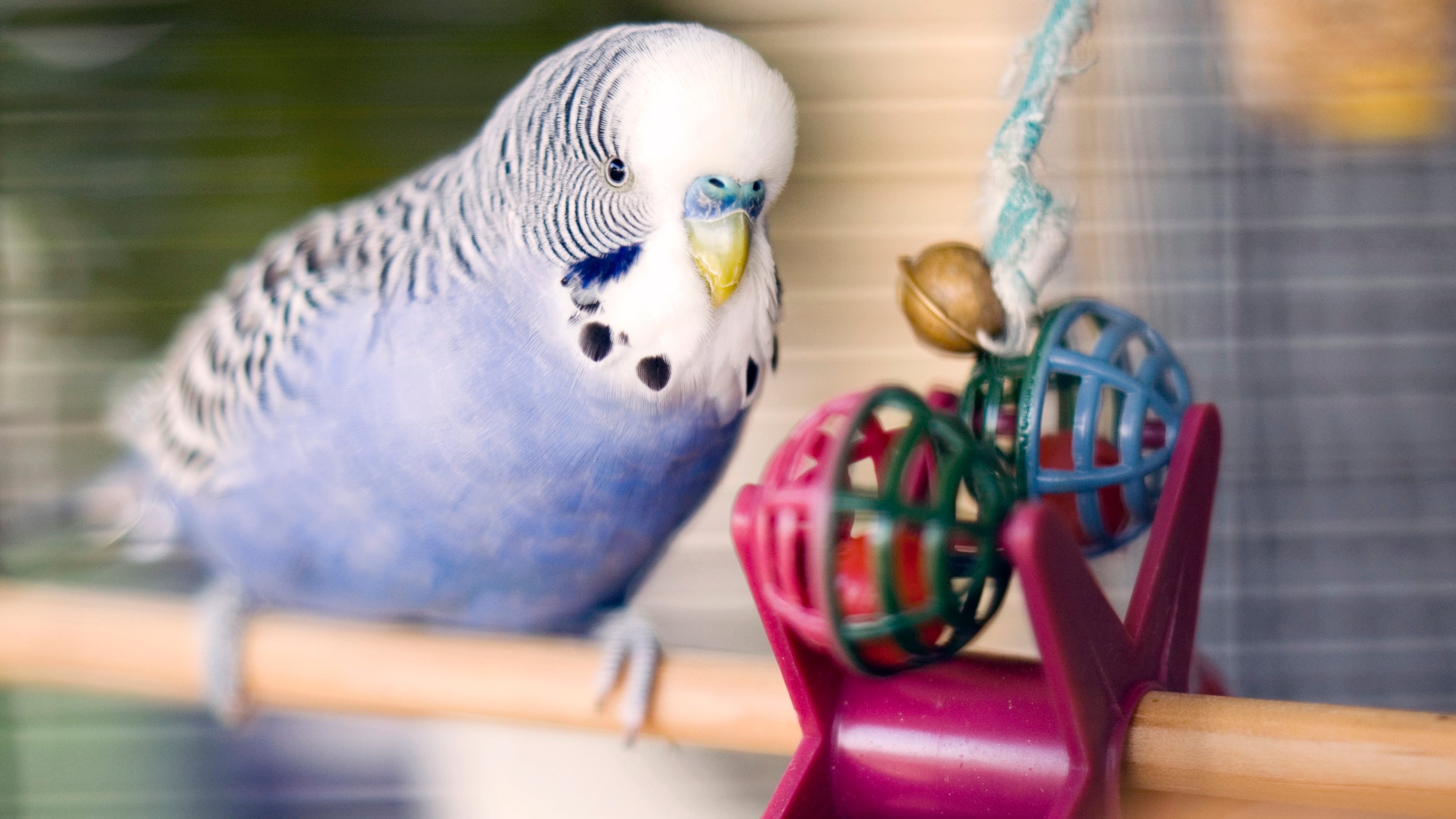 Budgie pets at home best sale