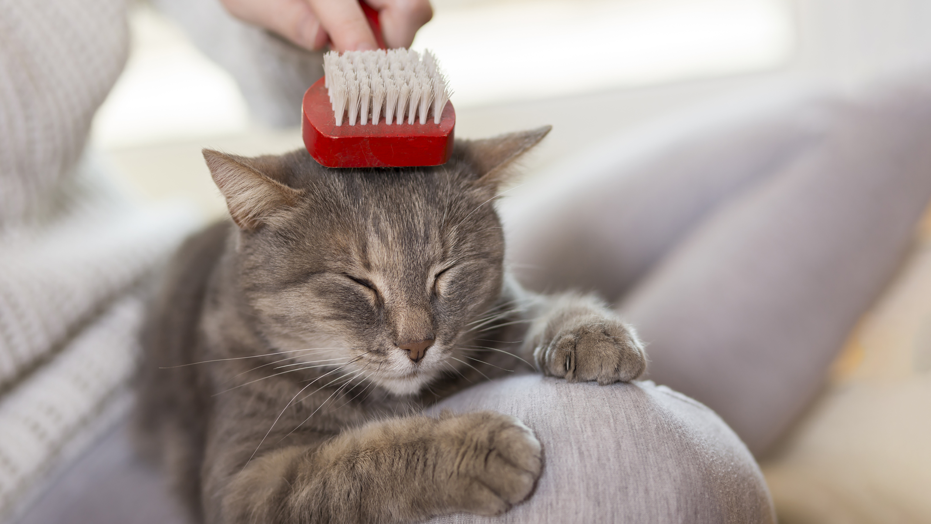 cat being brushed groomed