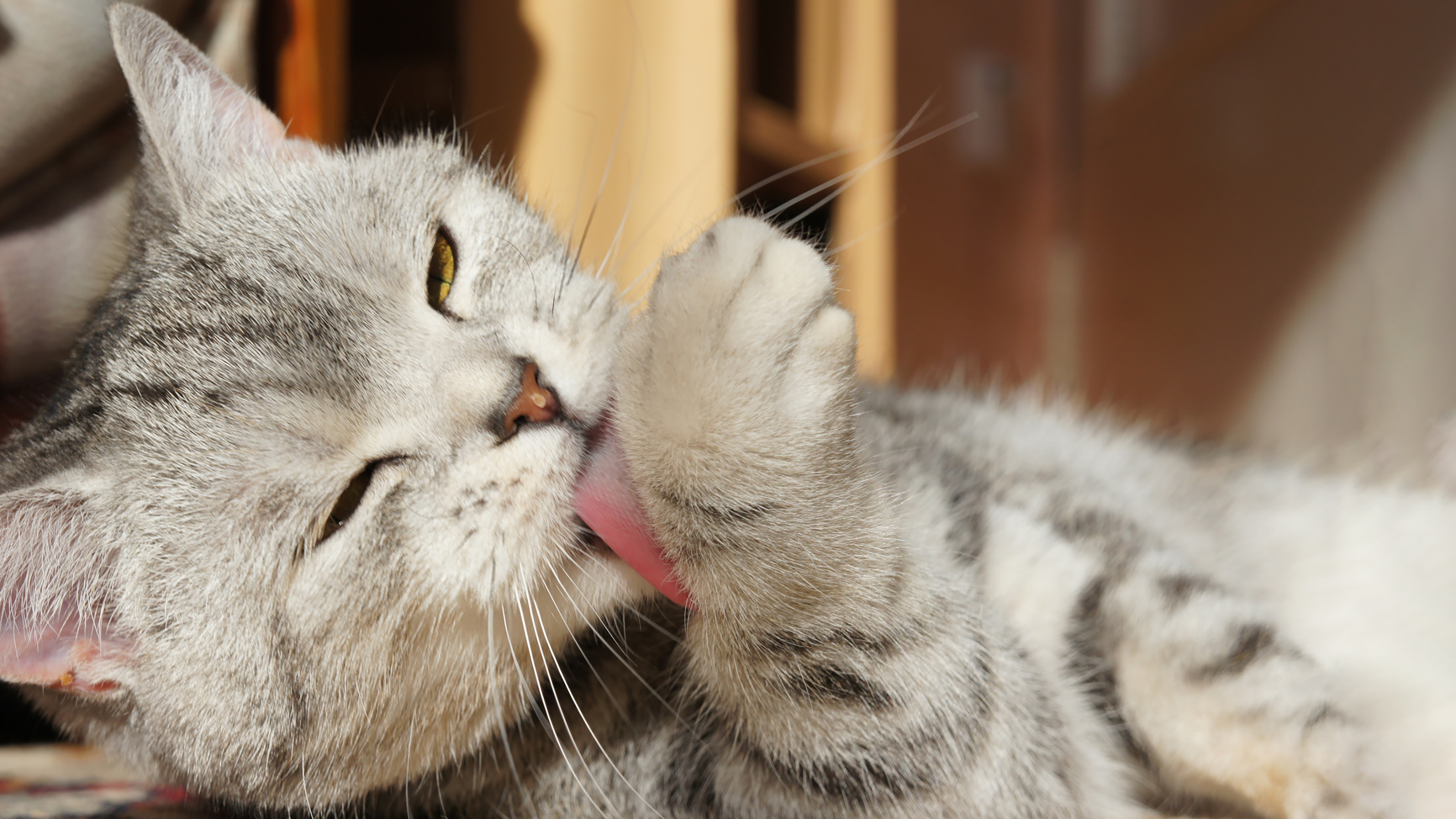 cat cleaning paws