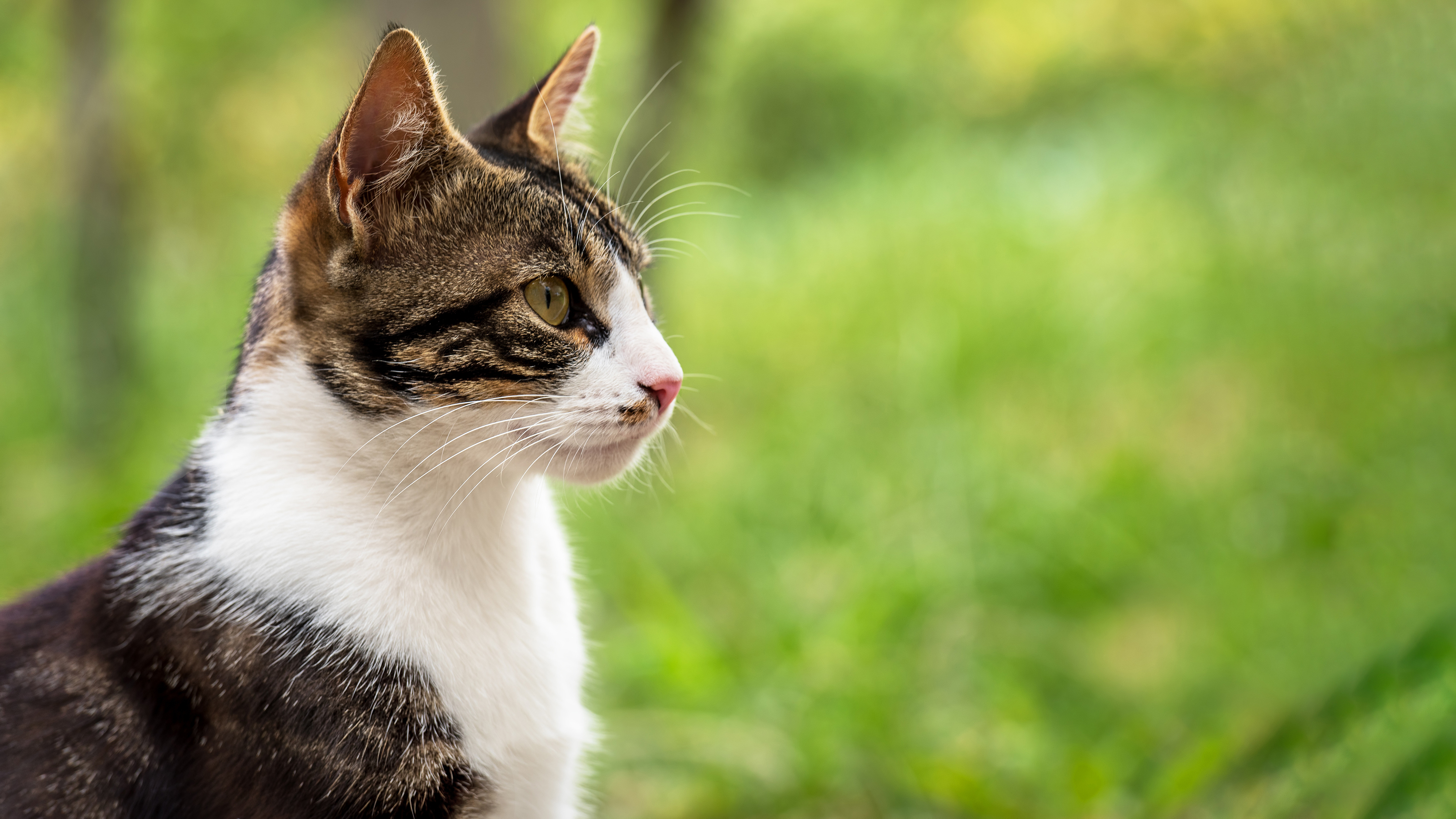 treating giardia in cats uk