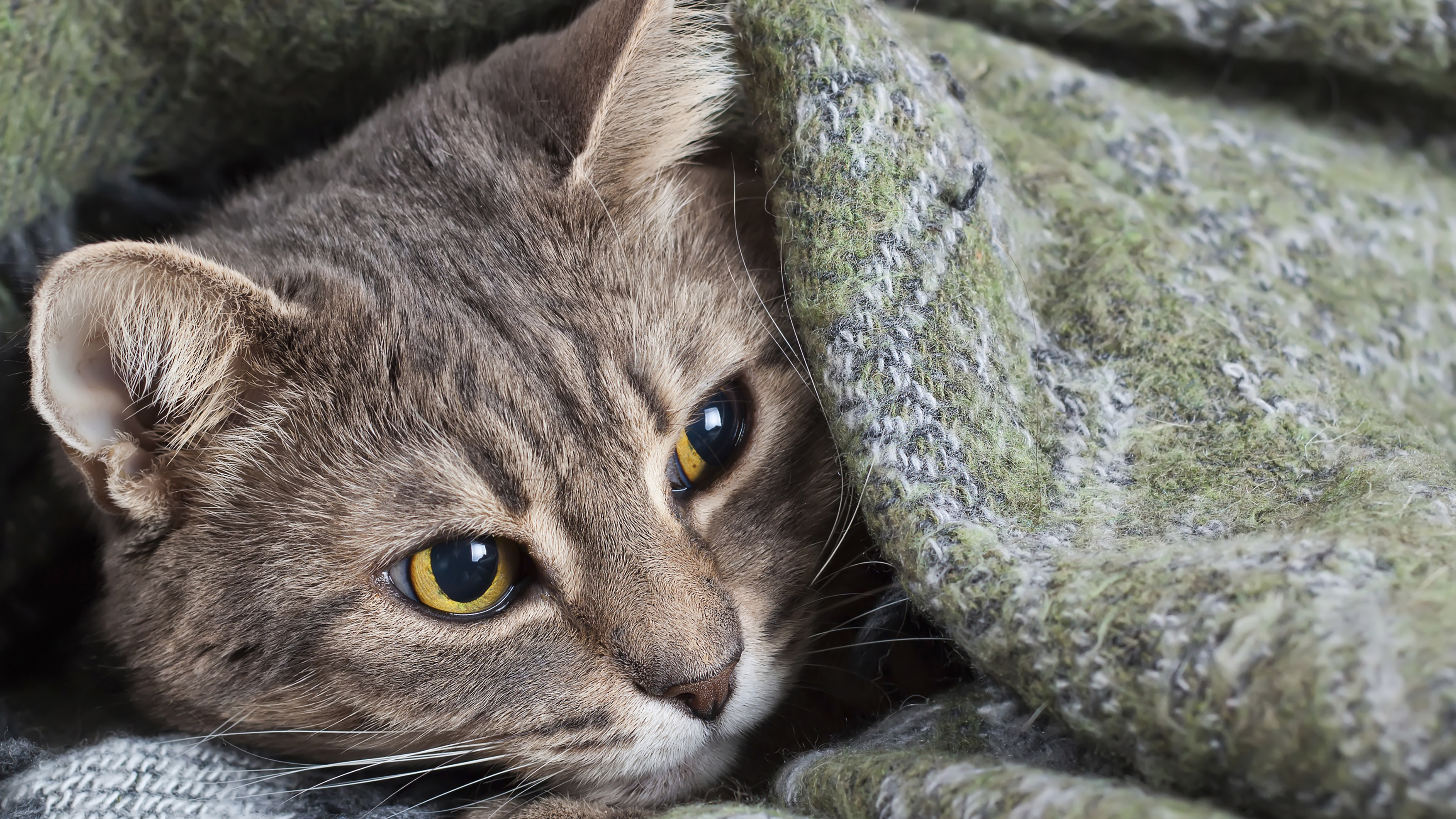 cat curled up in blanket