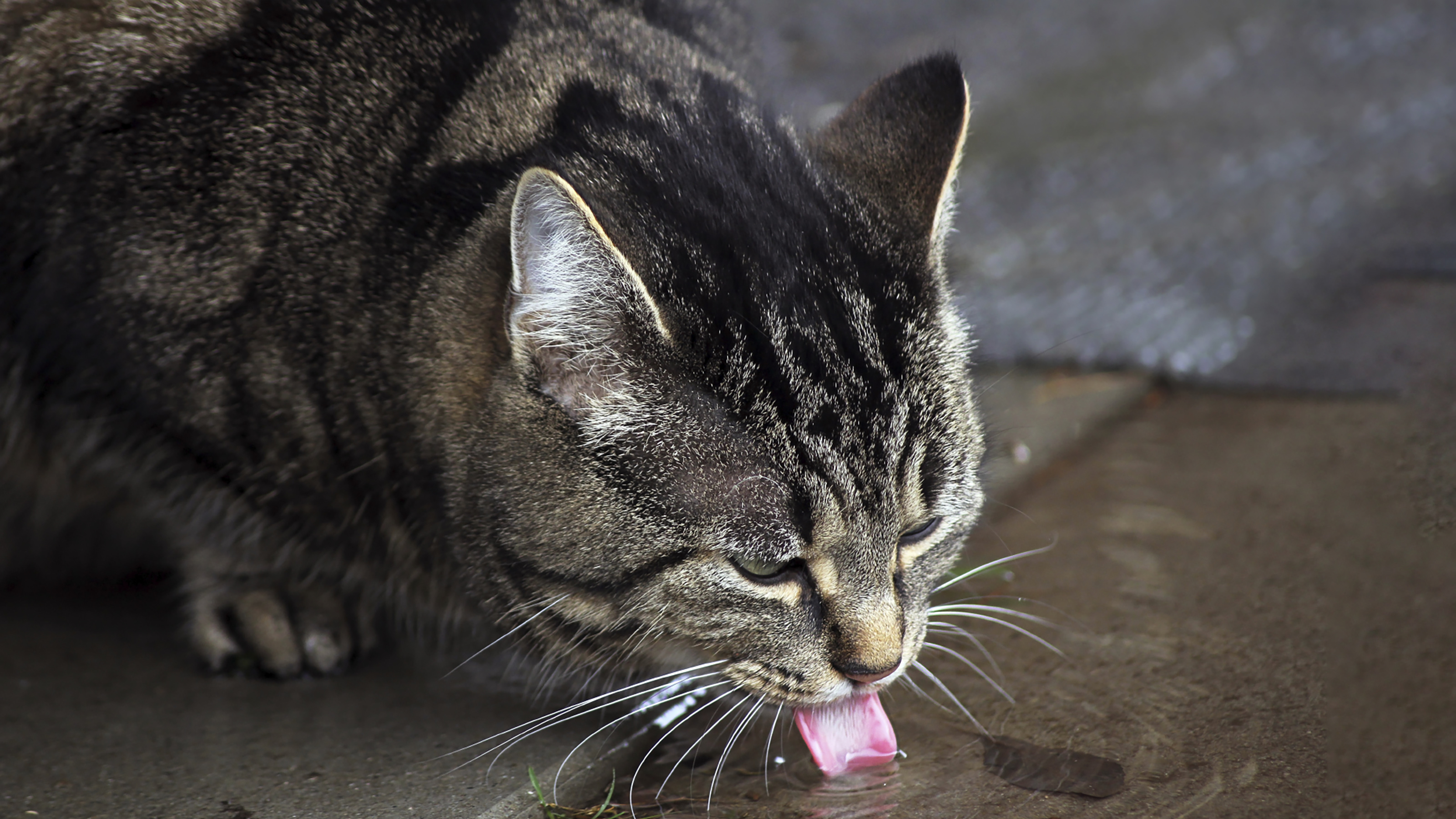 Cat Drinking Antifreeze