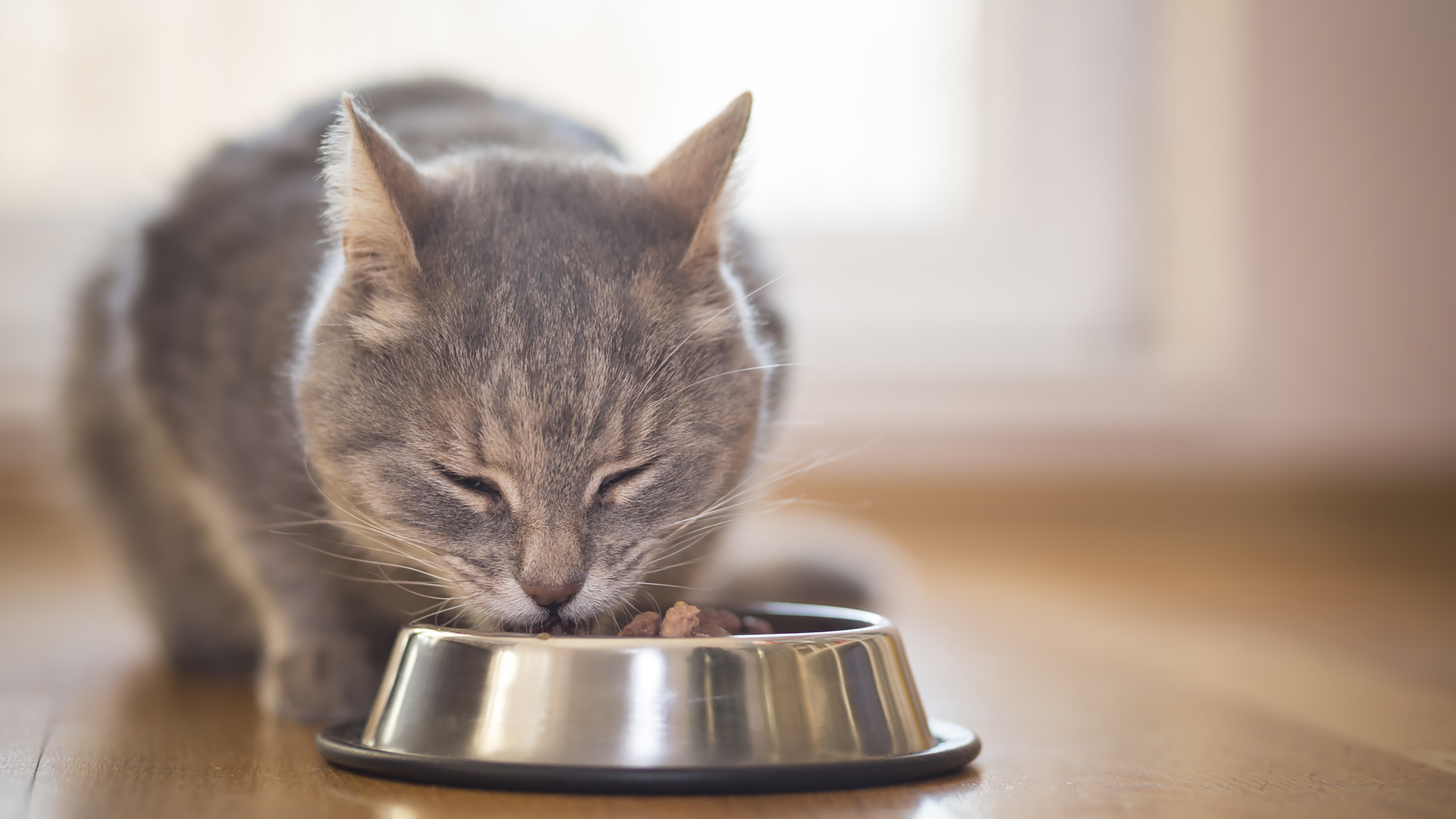 How old does a kitten have to be to eat hard outlet food