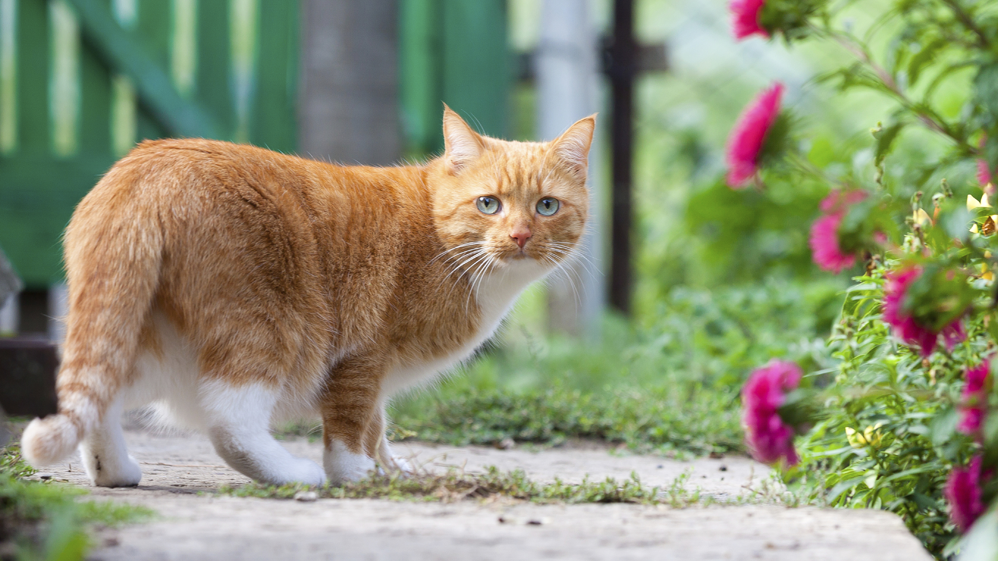 cat in garden path by gate