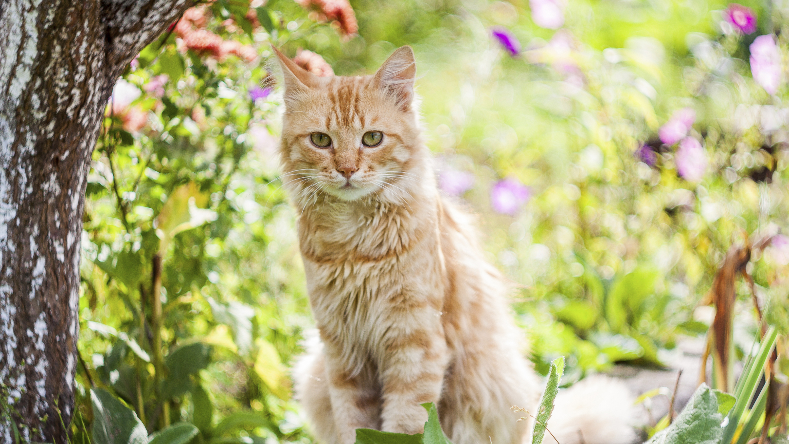 cat in garden