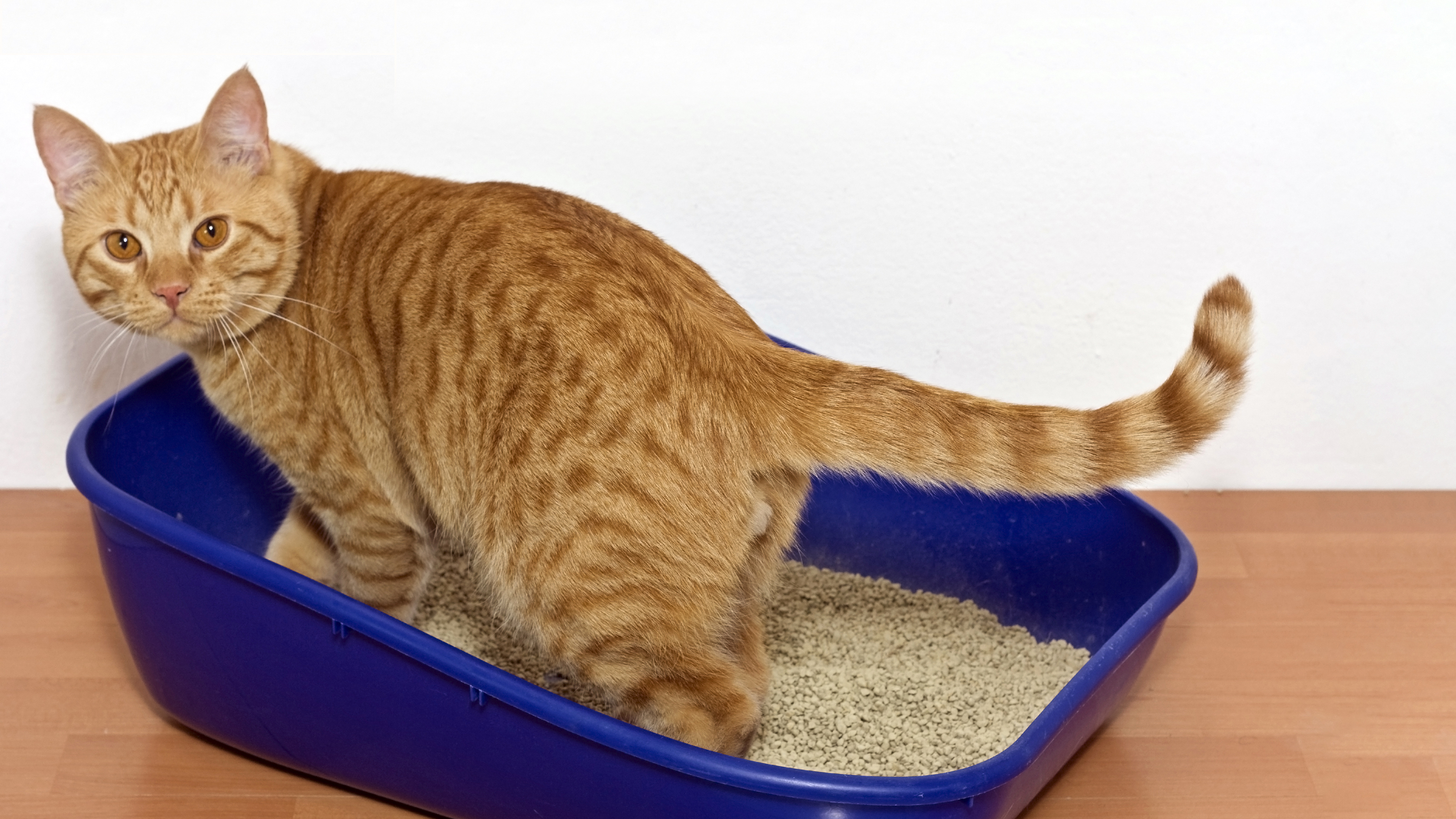 How To Teach Your Kitten To Use The Litter Box Vets4Pets