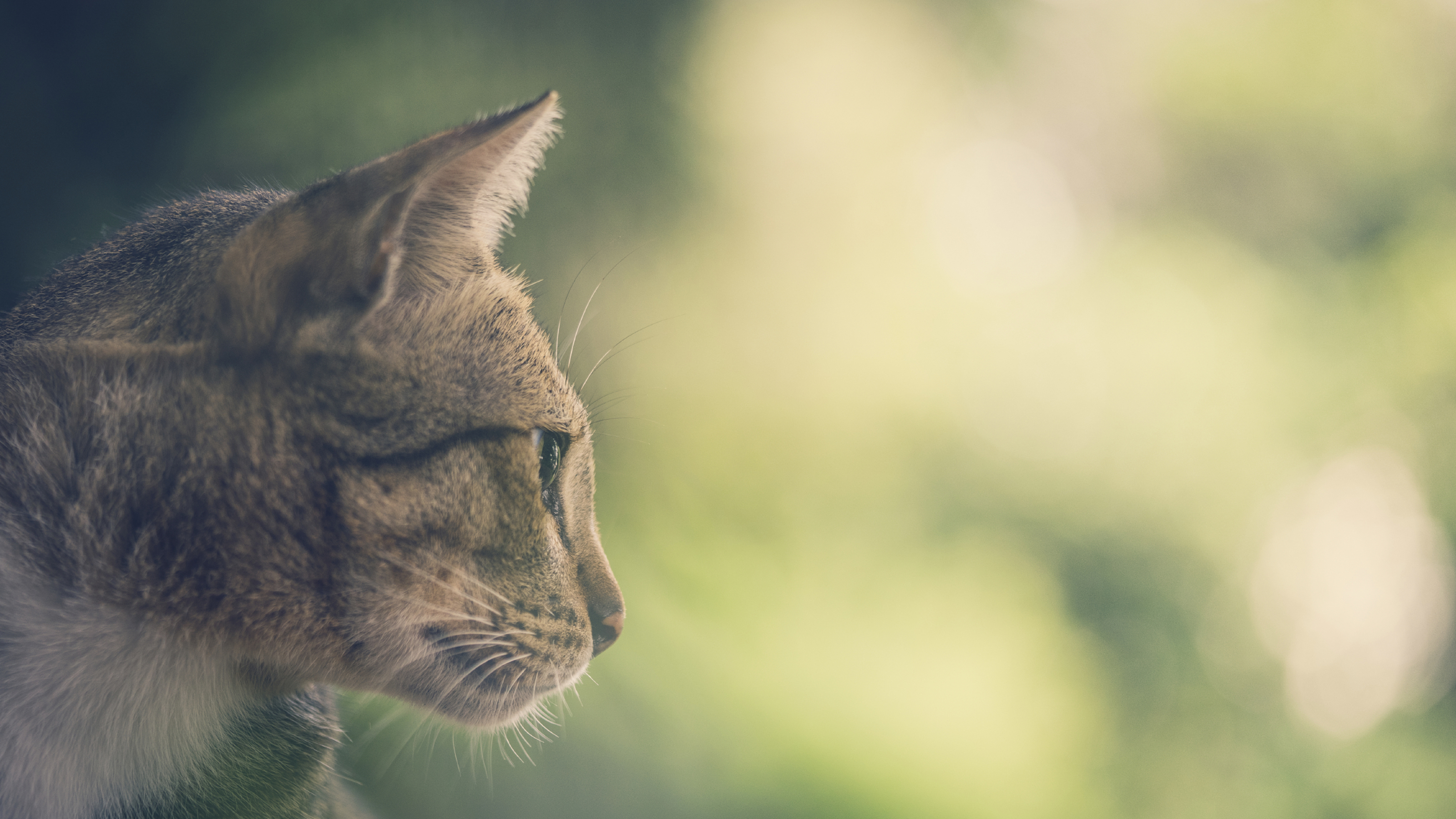 cat in tree