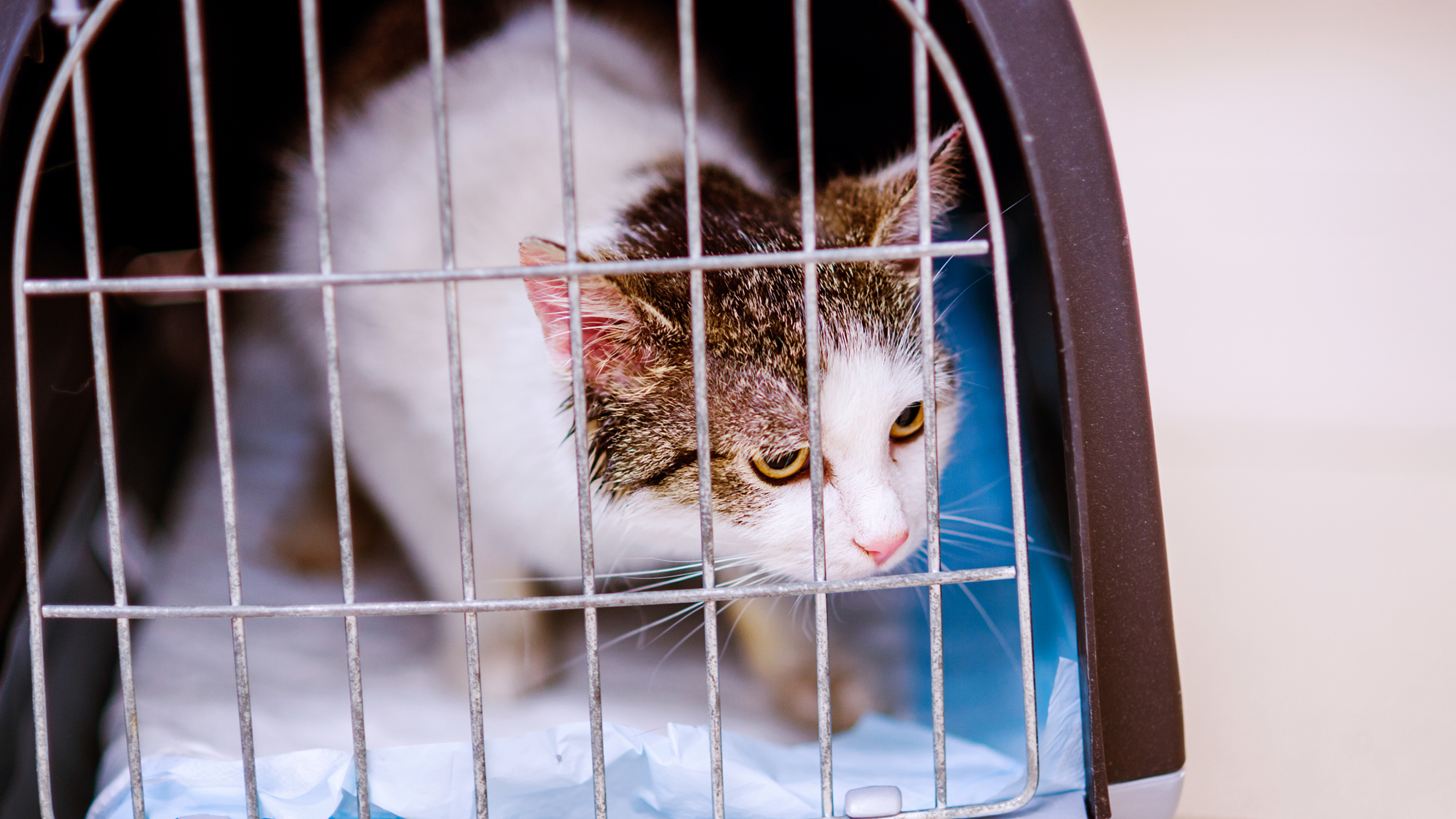 cat inside carrier