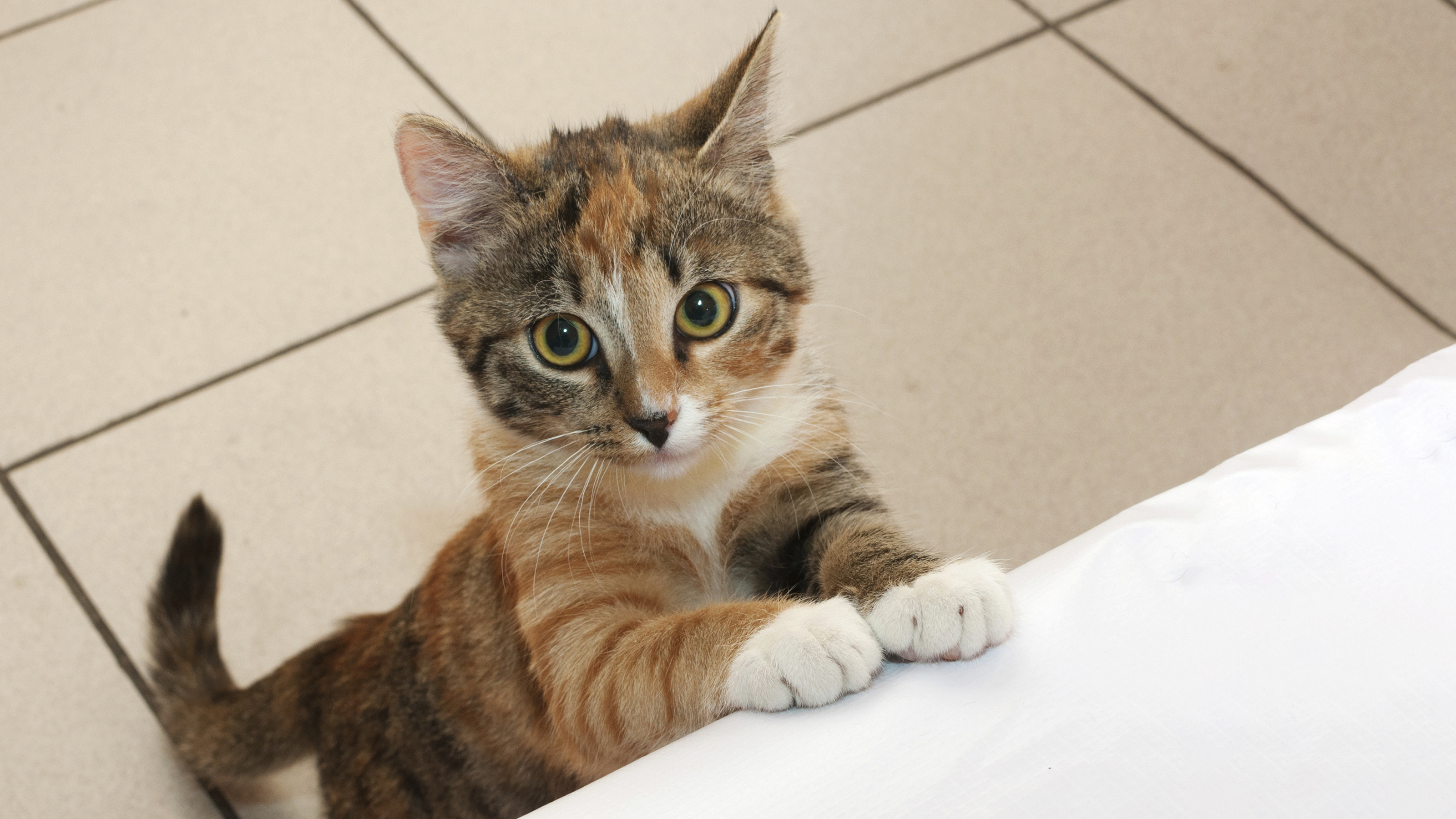 cat jumping up on counter