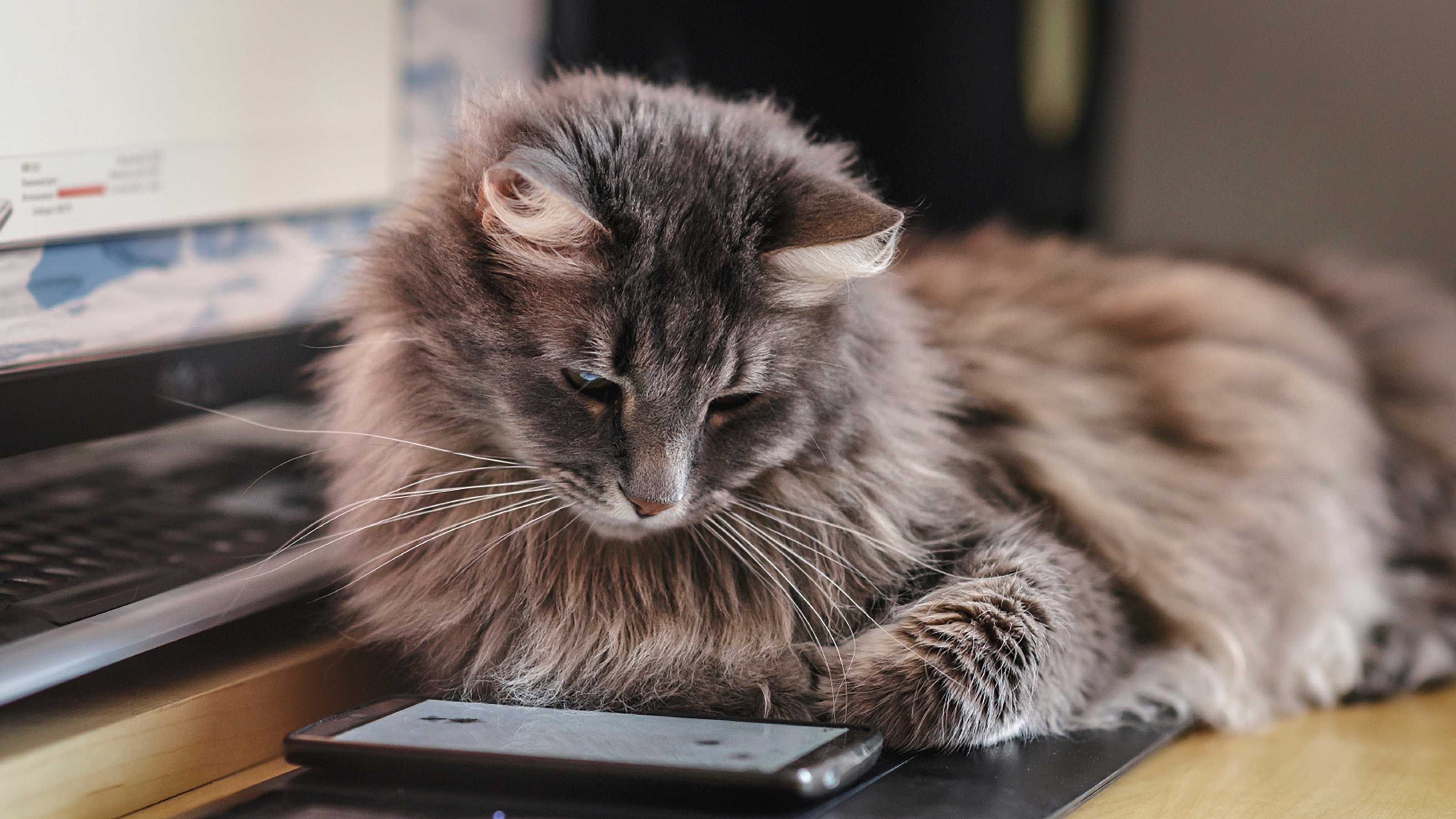 cat looking at phone