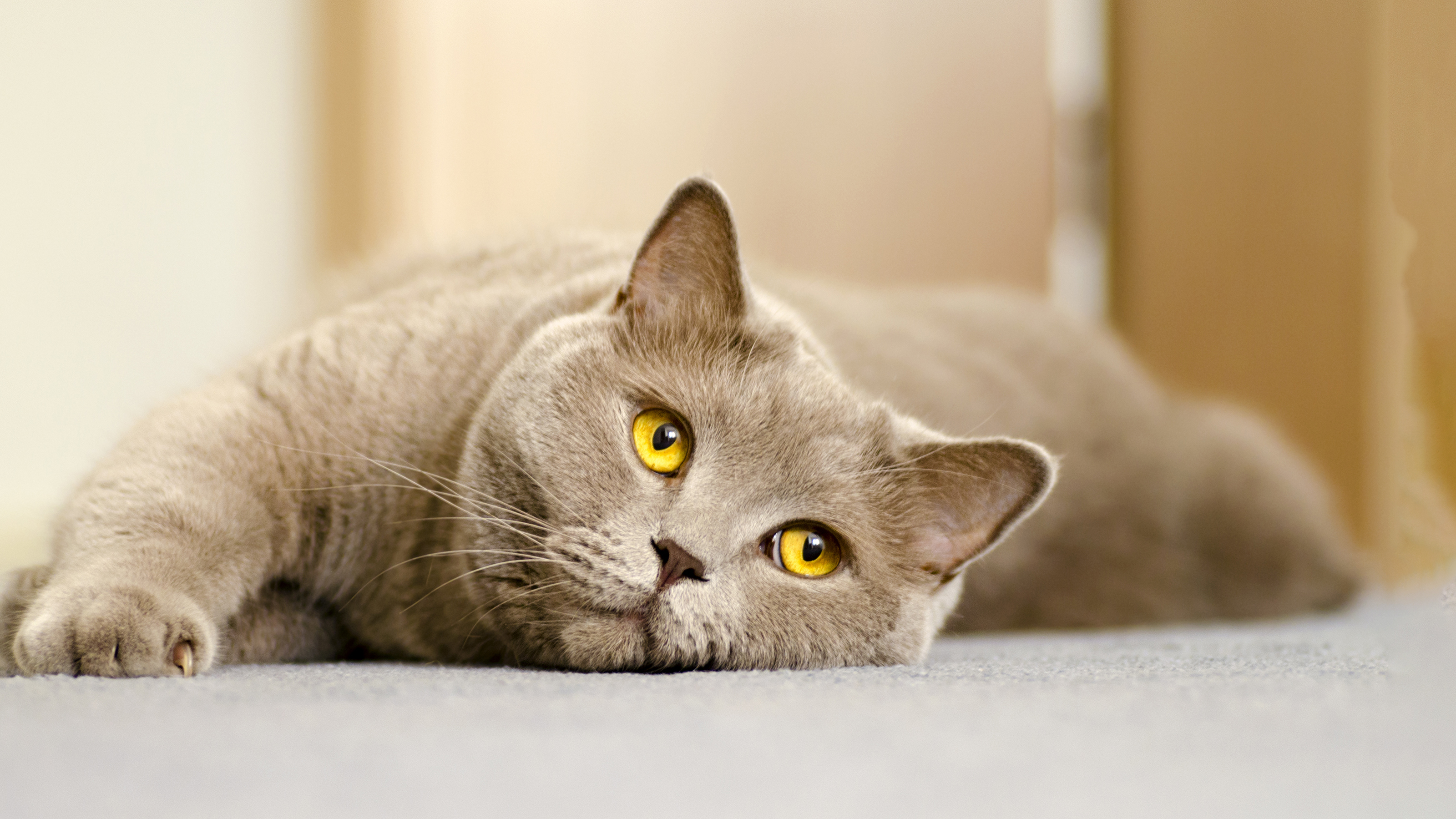 Hyperthyroidism in shop cats treatment uk