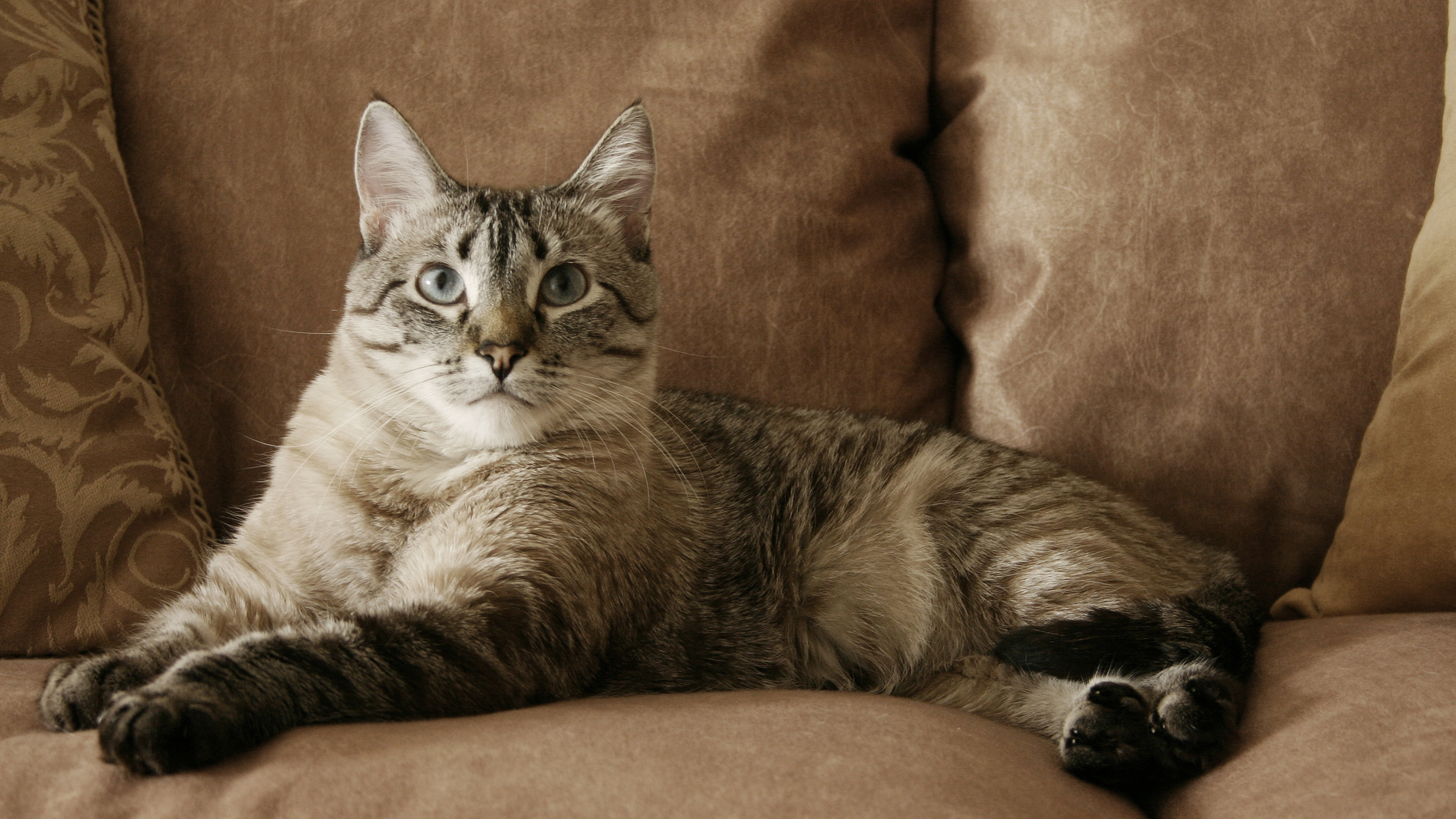 cat on sofa