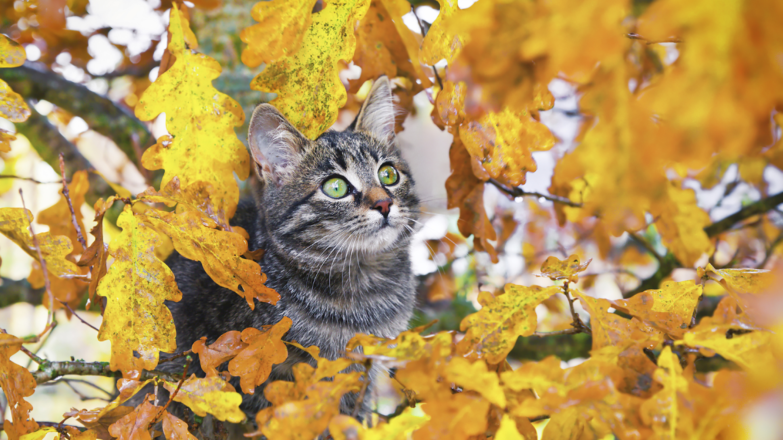 cat outside in autumn leaves