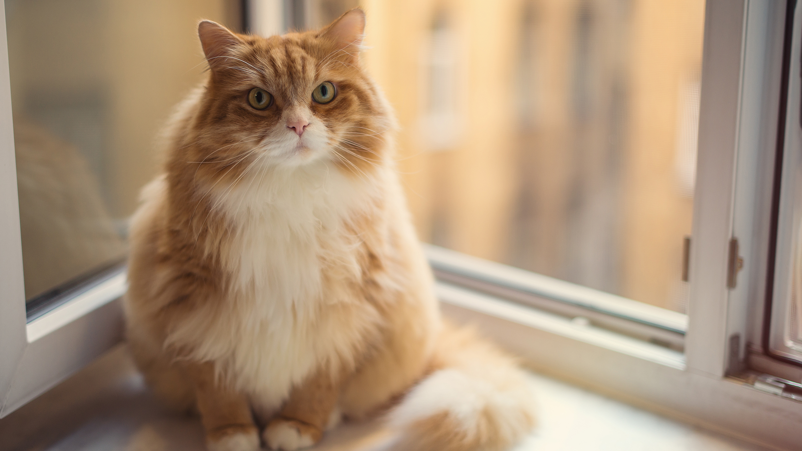 https://www.vets4pets.com/siteassets/species/cat/cat-sat-on-windowsill-obesity-pages-only.jpg?w=585&scale=down