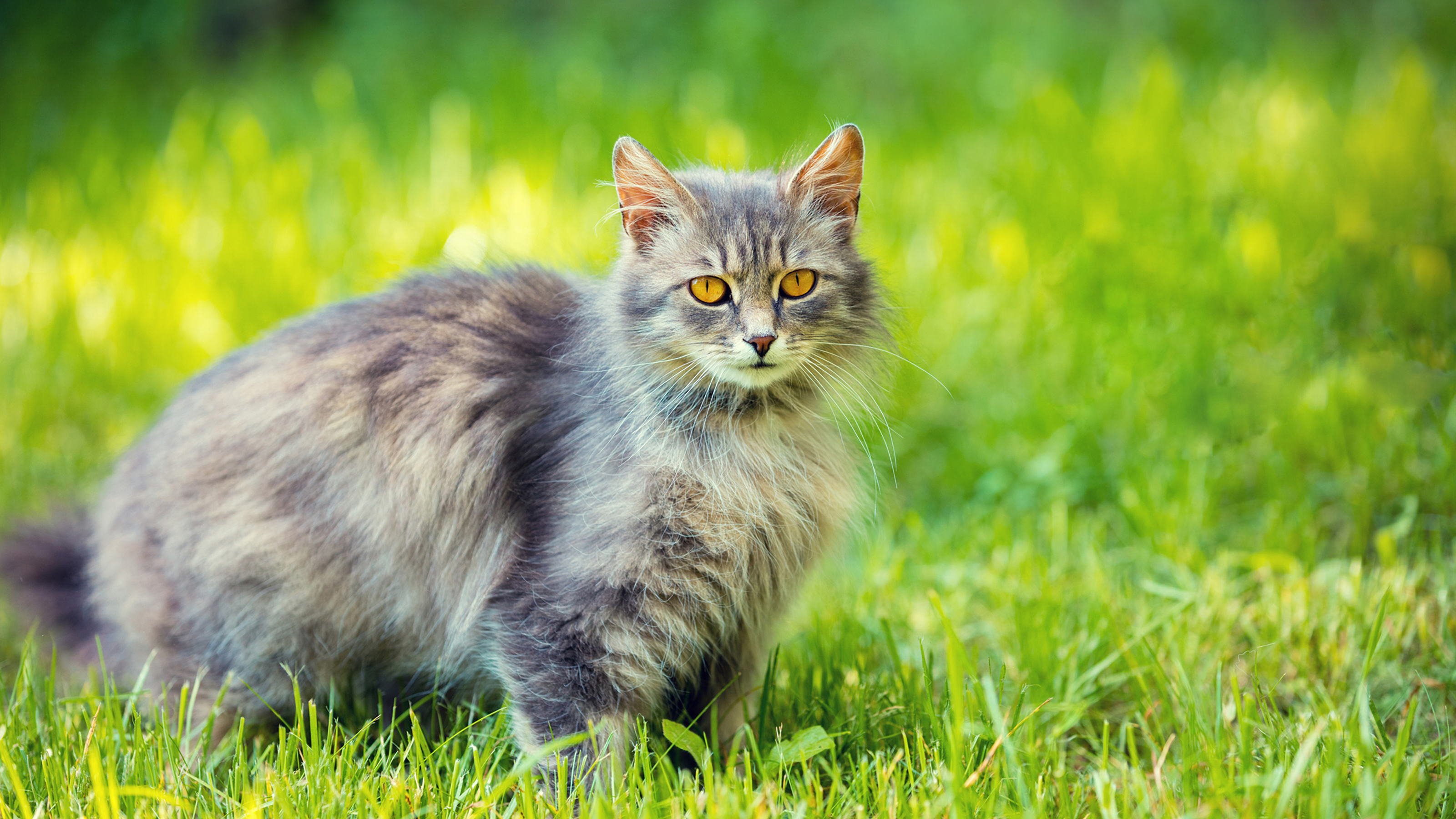 cat sat up in field