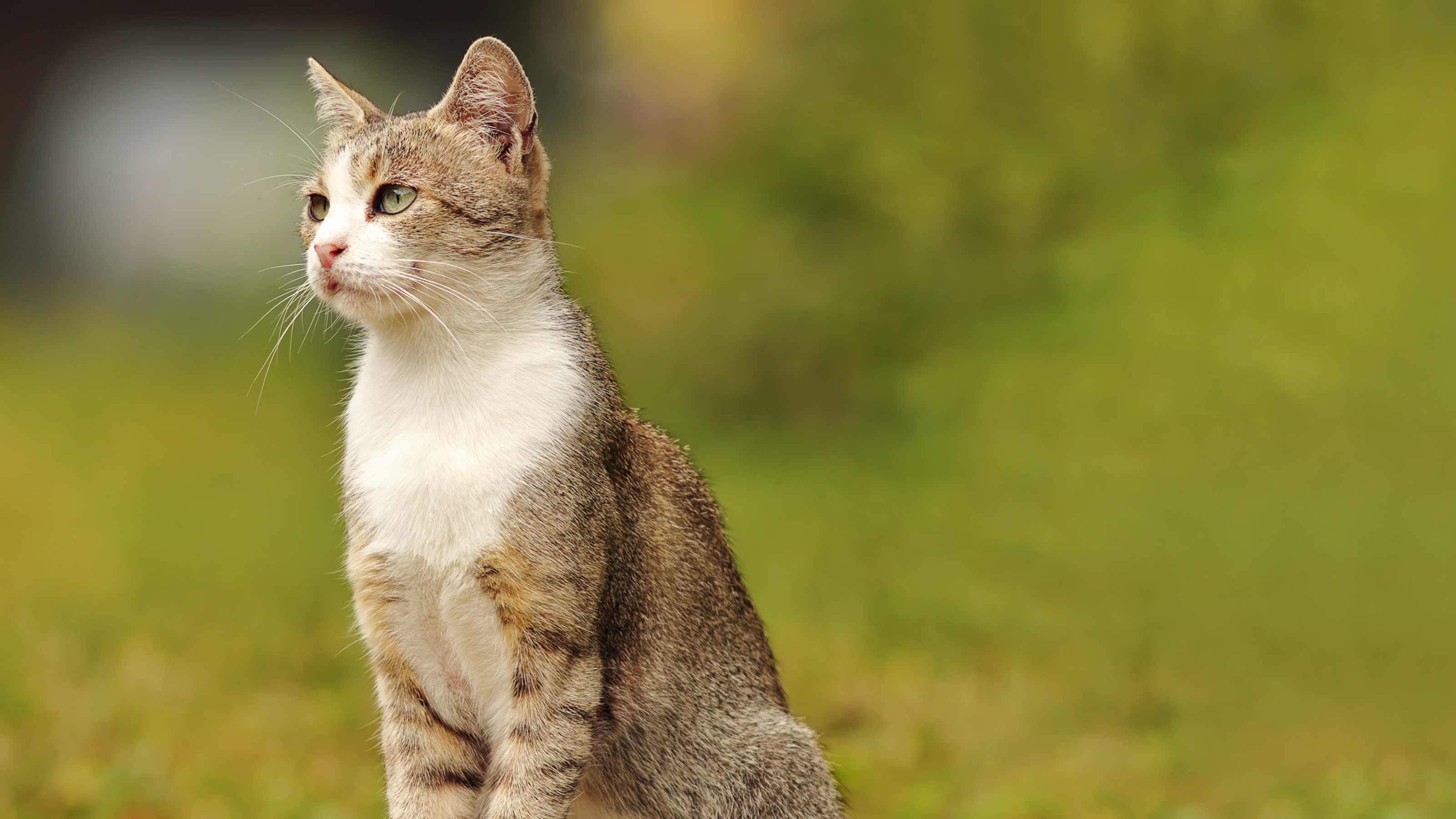 cat sat up observing