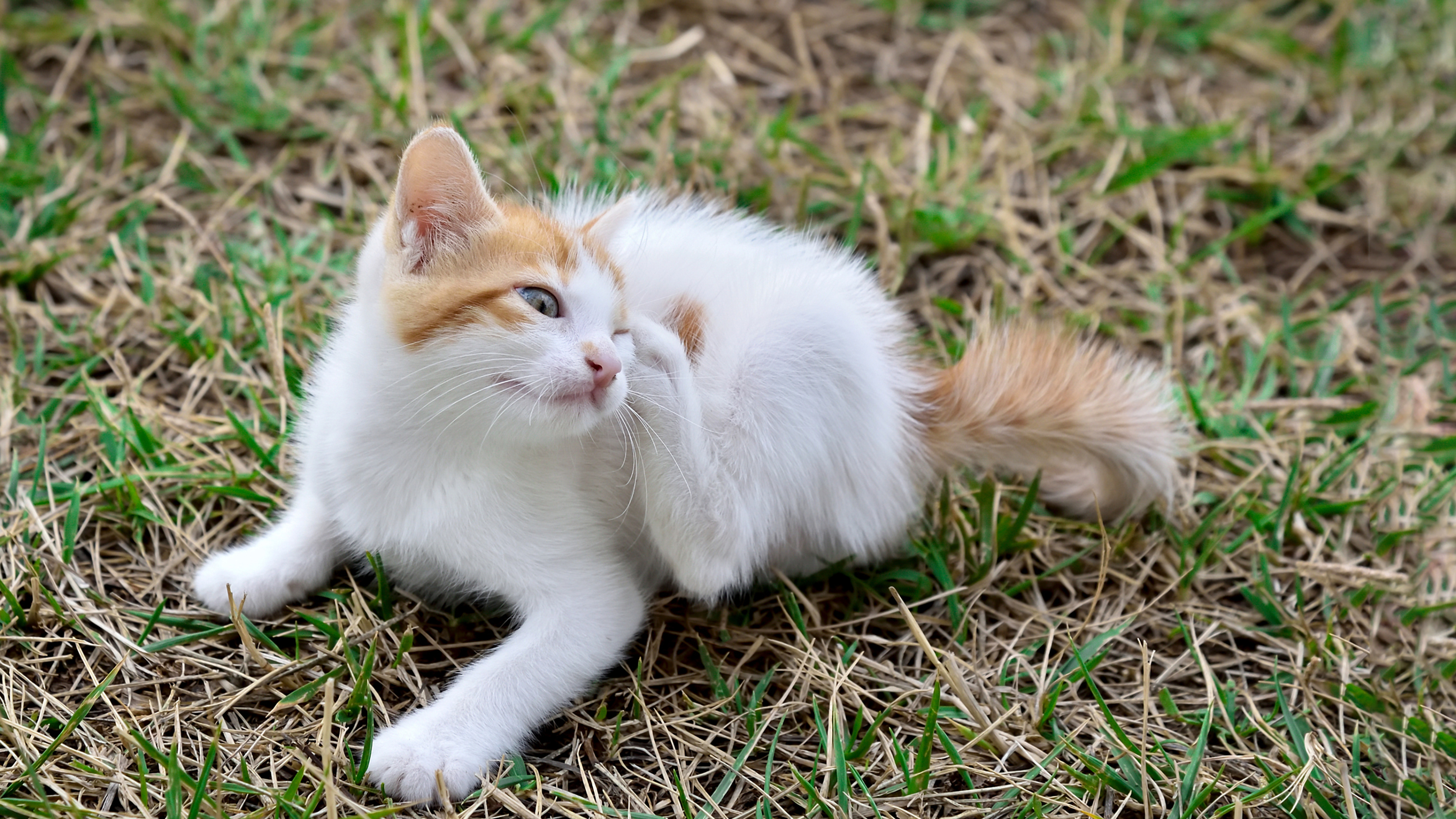 Cat has 2024 licked flea treatment