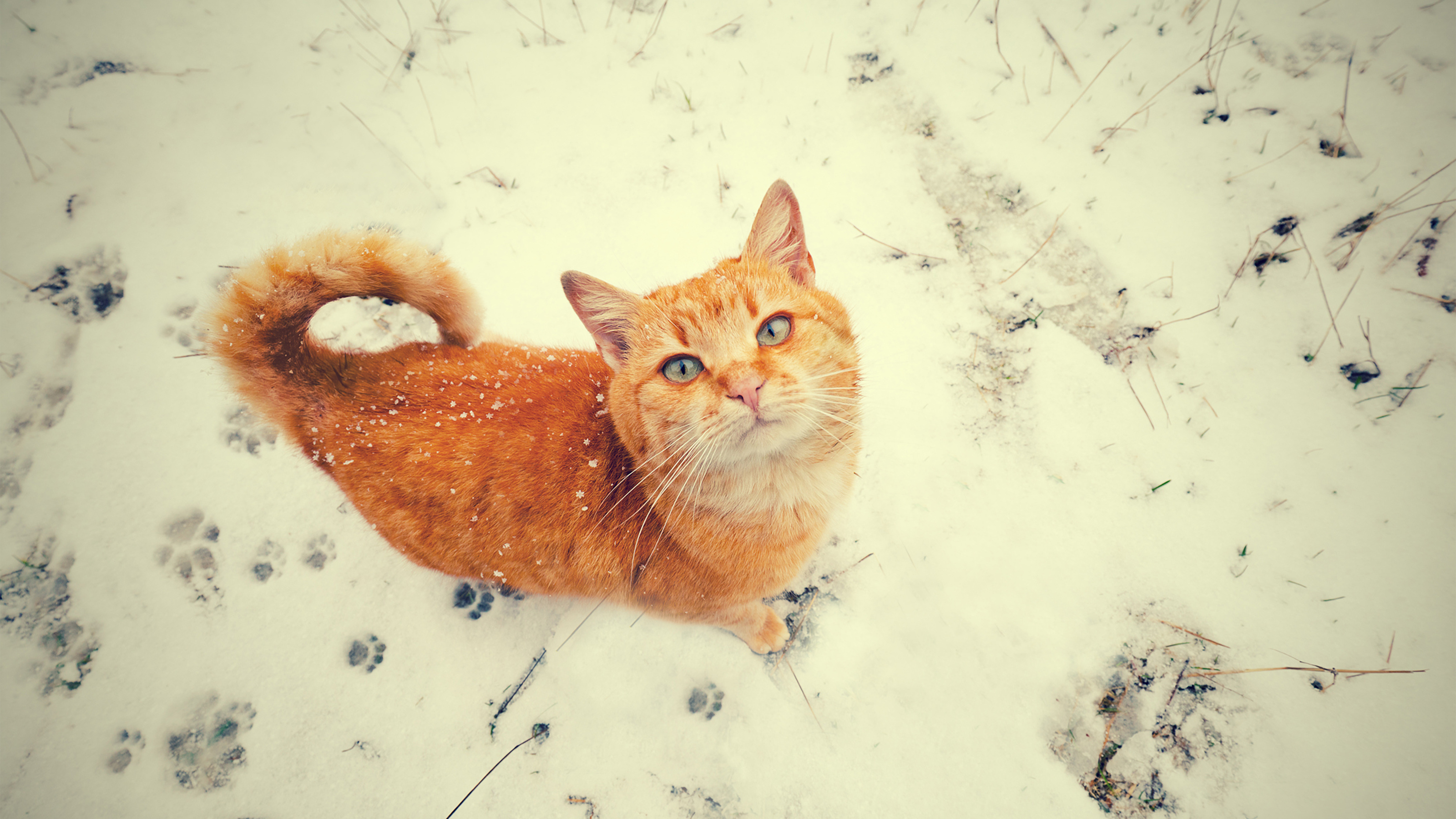 cat snow