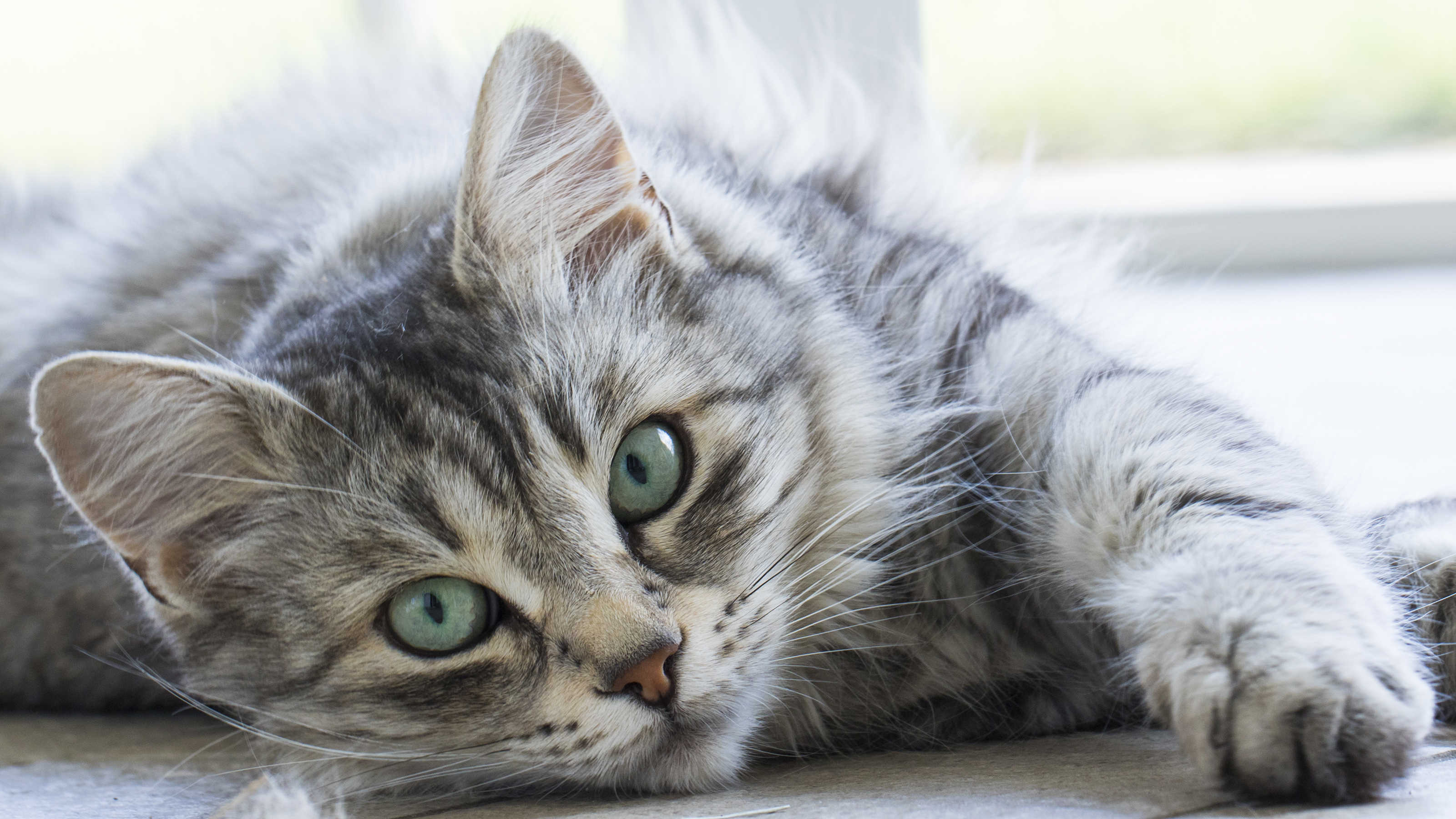 Best cat food clearance for cats with pancreatitis