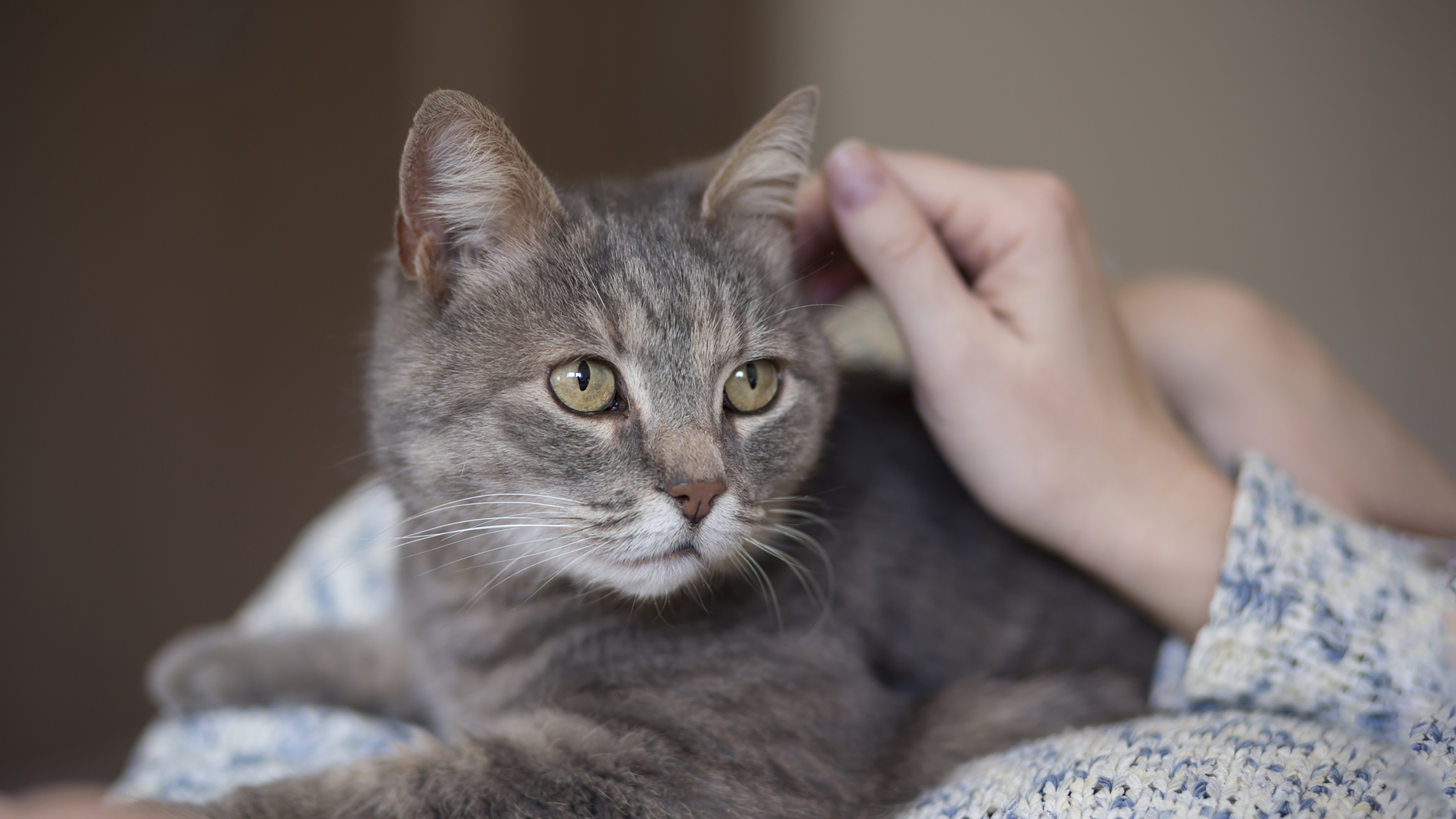 kitten being stroked