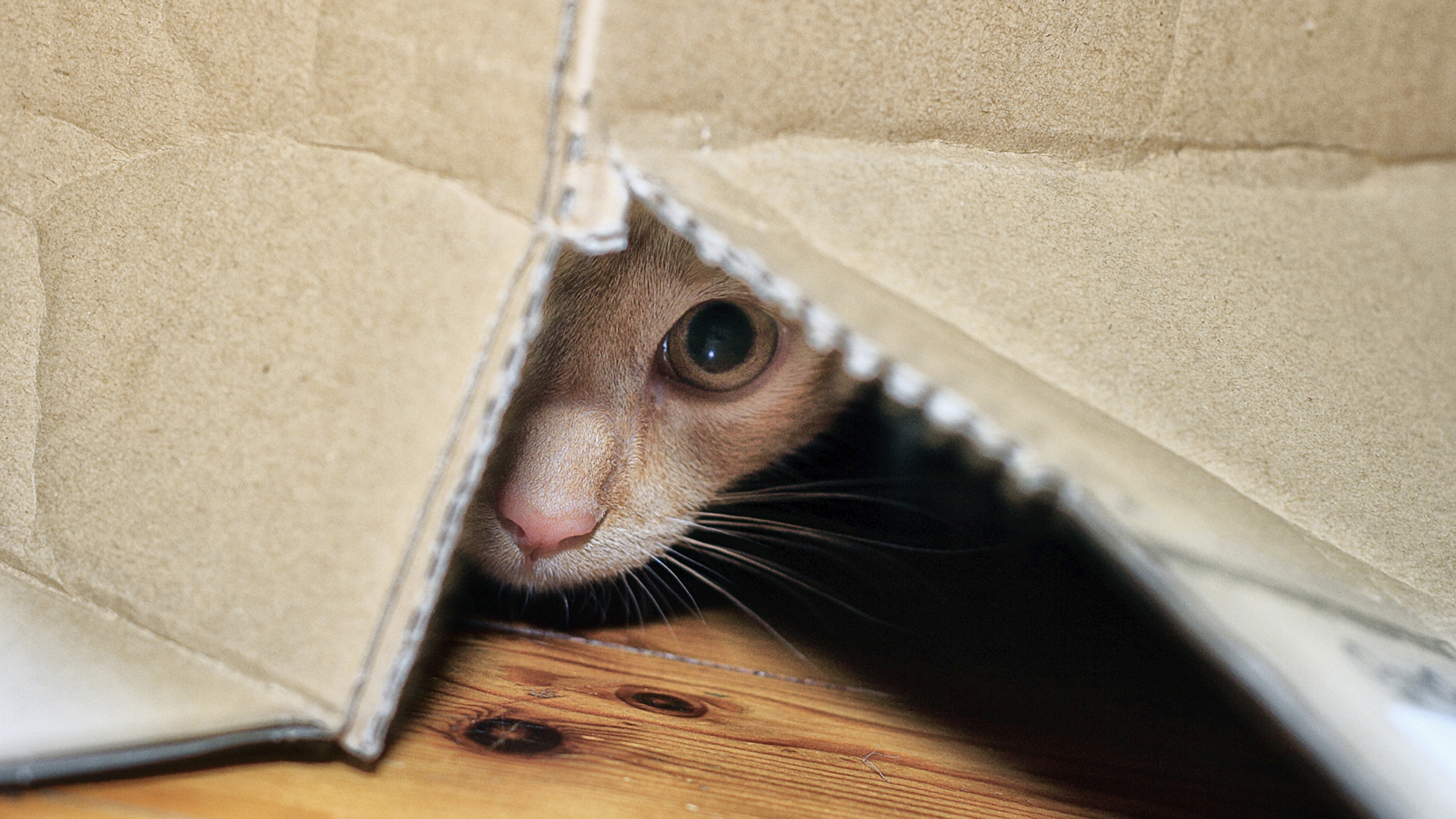 kitten looking out of carrier box