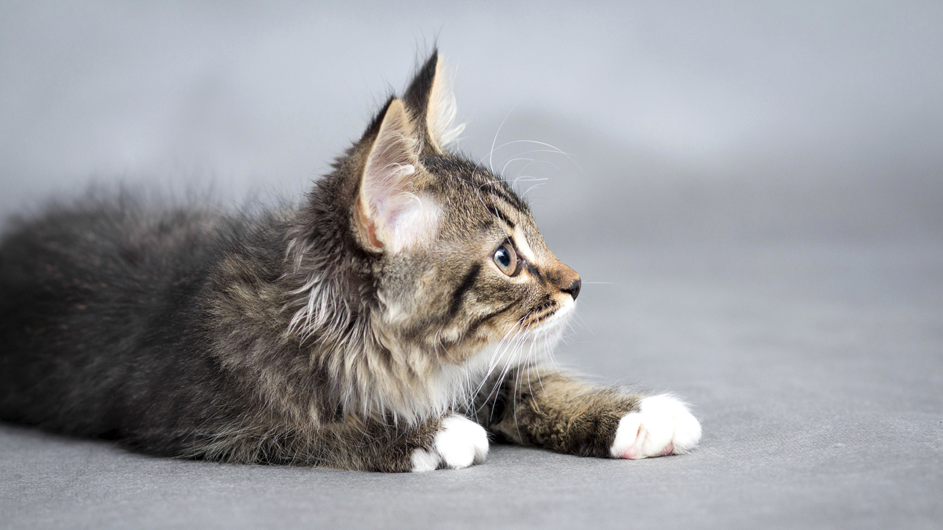 kitten lying down plain background