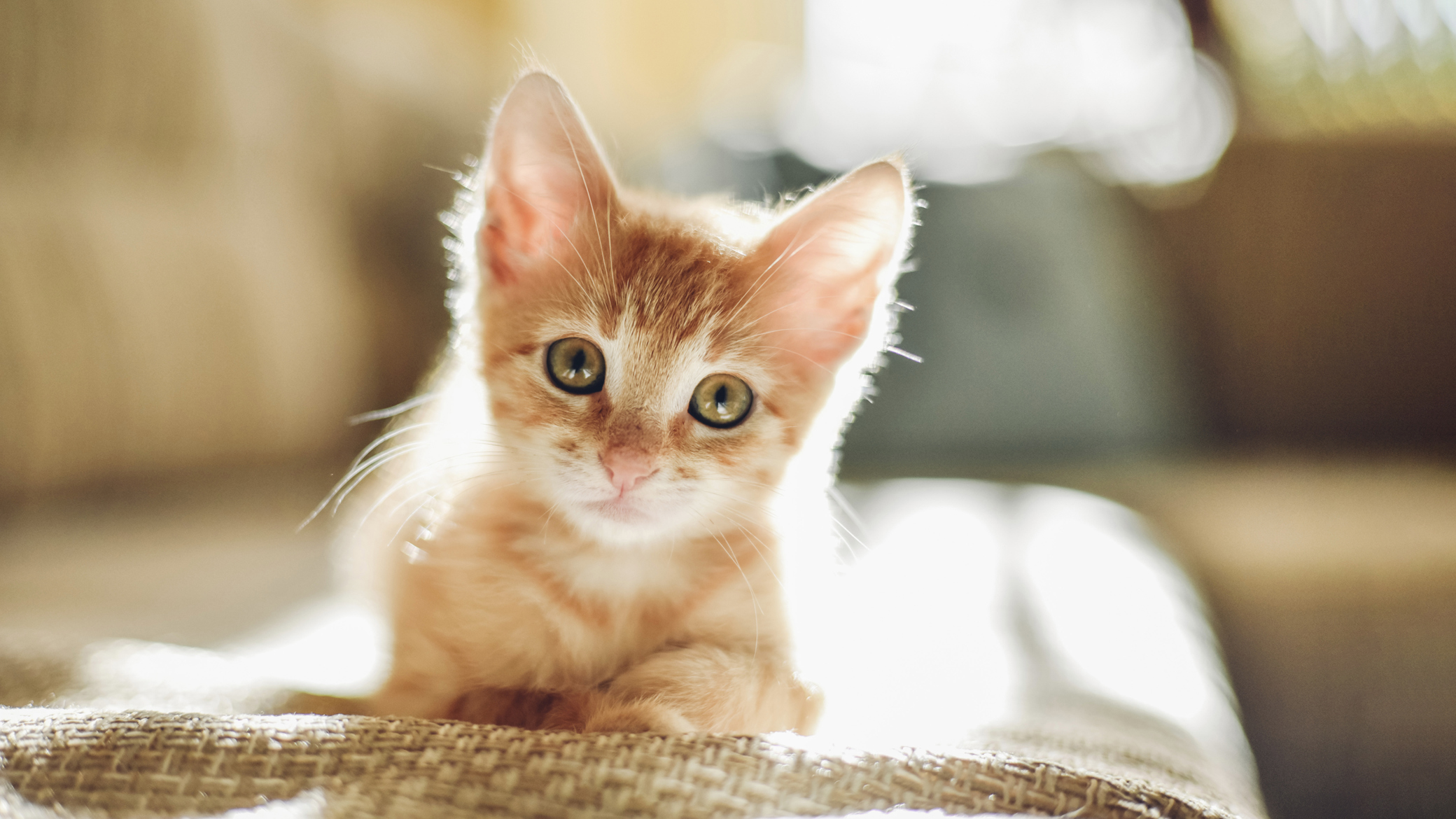 bringing-home-a-new-kitten-cat-advice-vets4pets