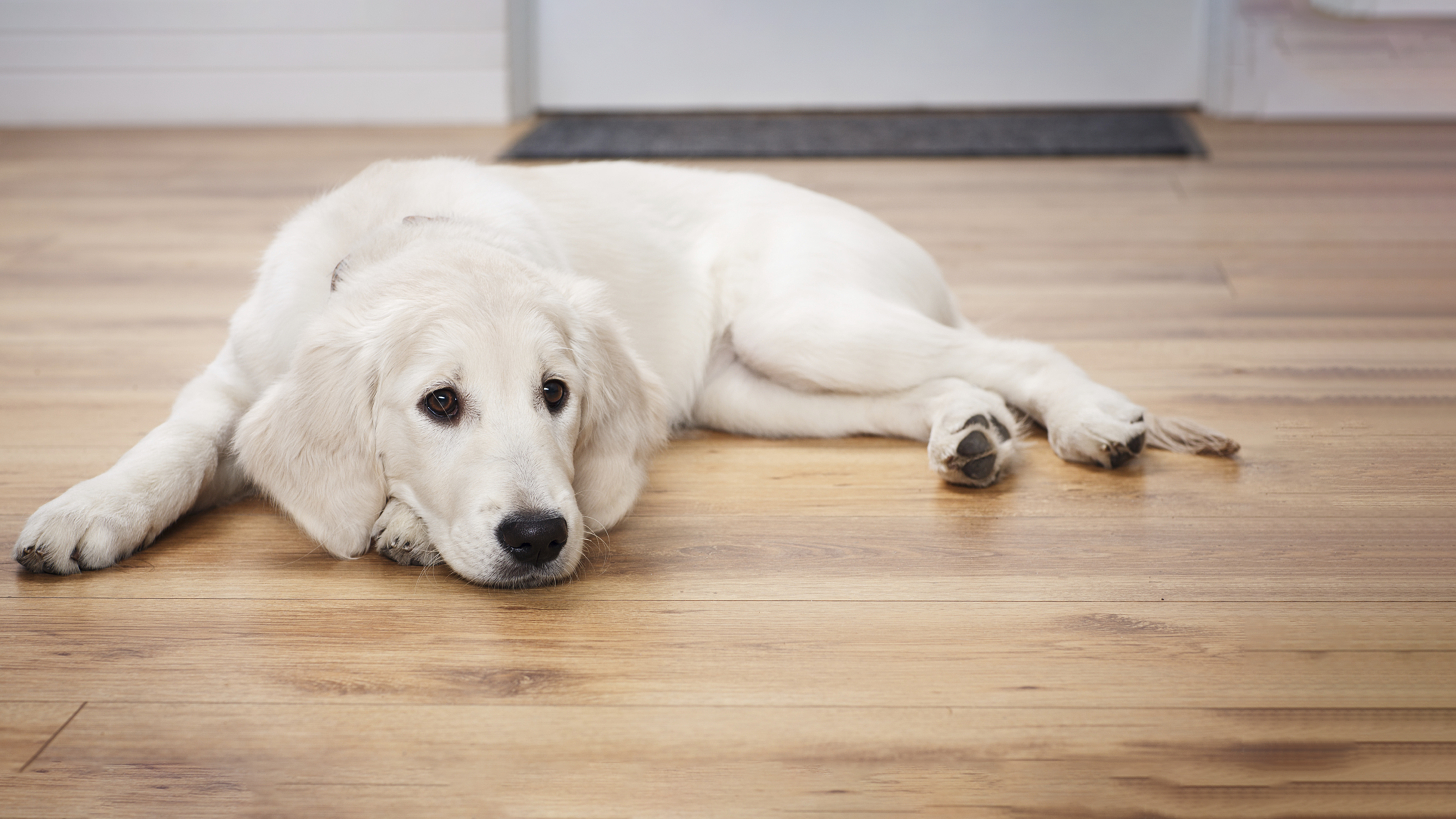 anxious dog lying down