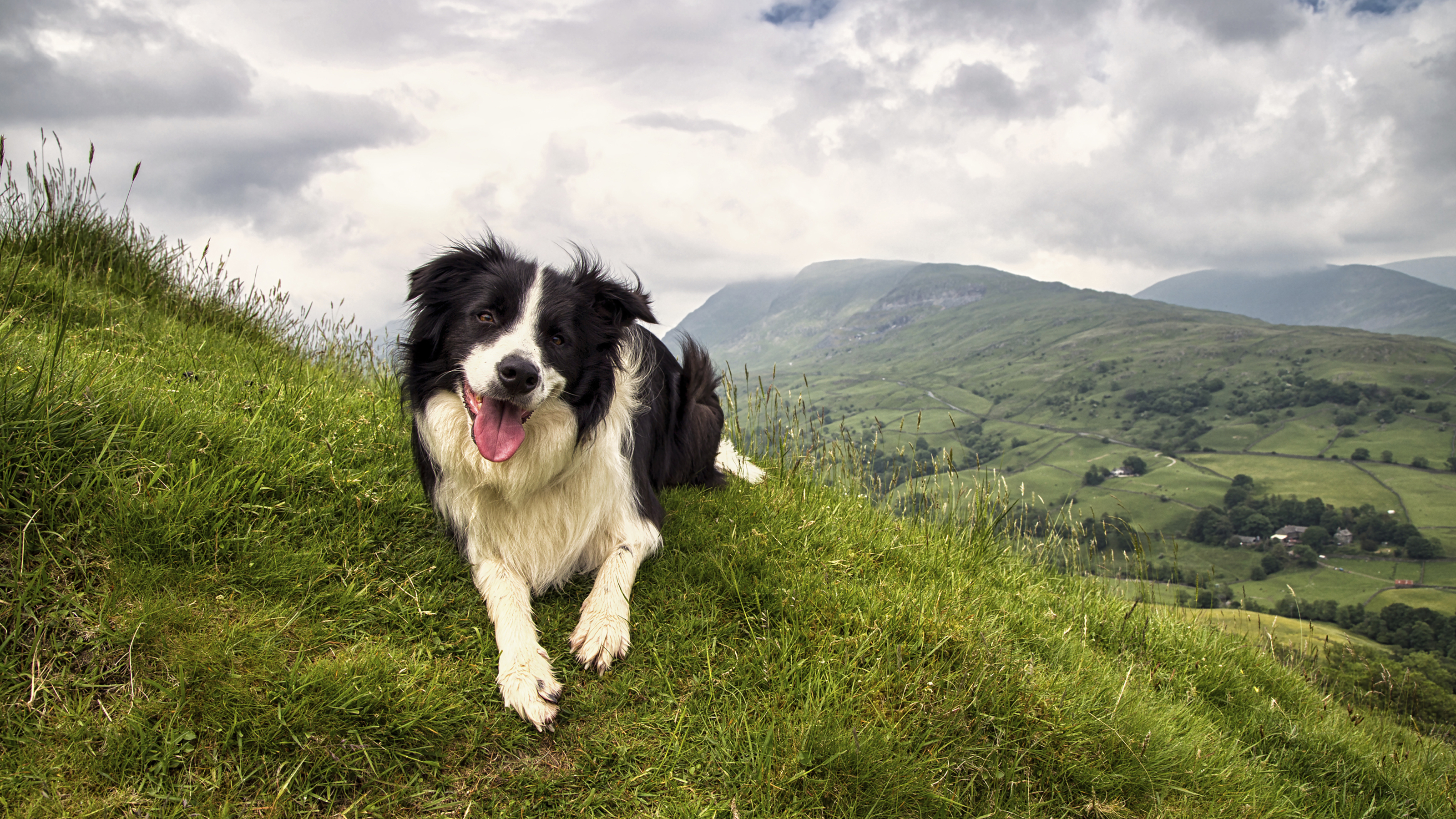 Border collie dog on mountain