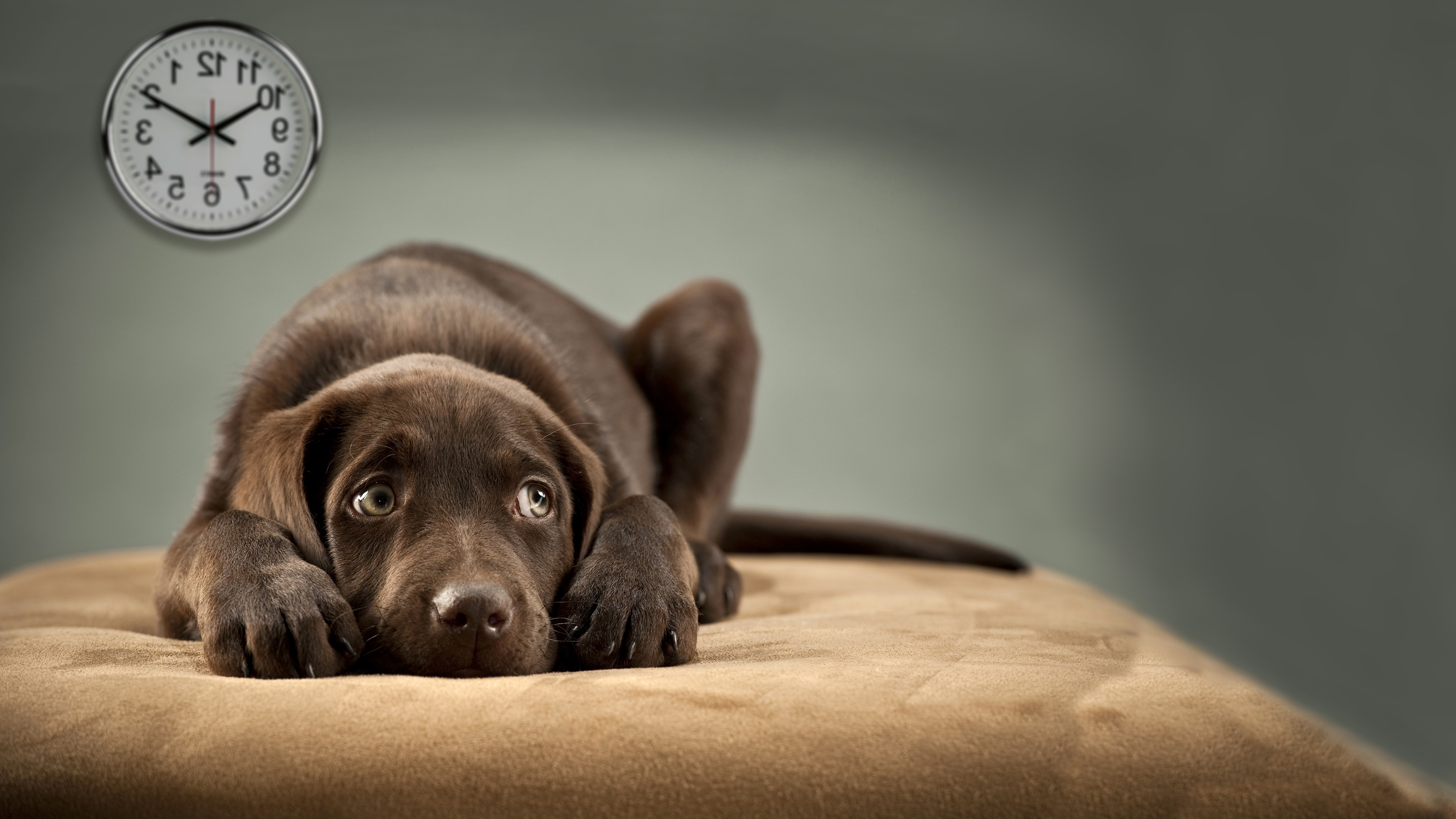 Brown dog with Clock