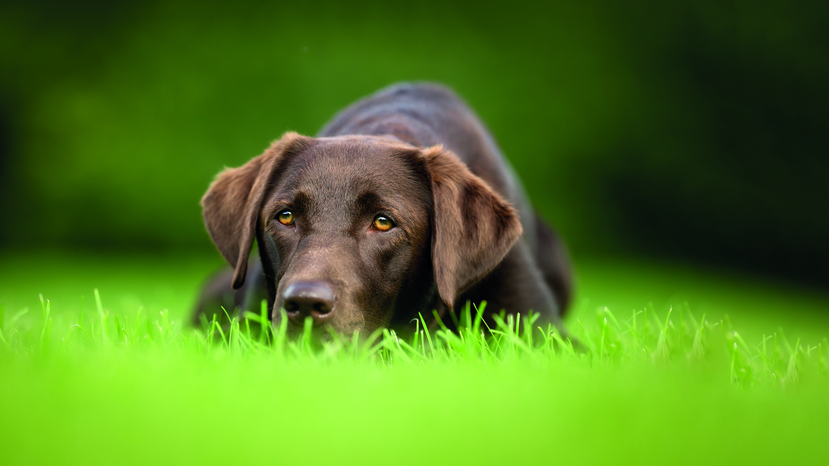 chocolate labrador dog in field