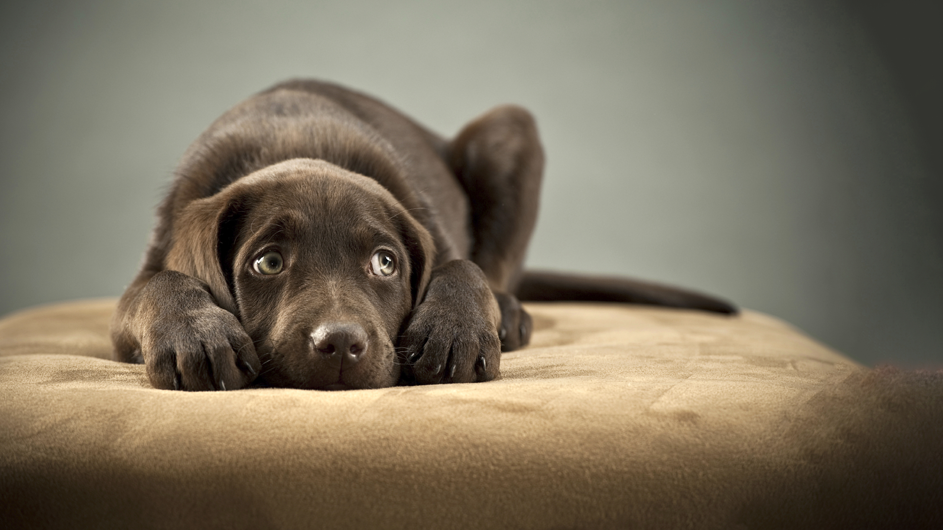 chocolate labrador looking anxious