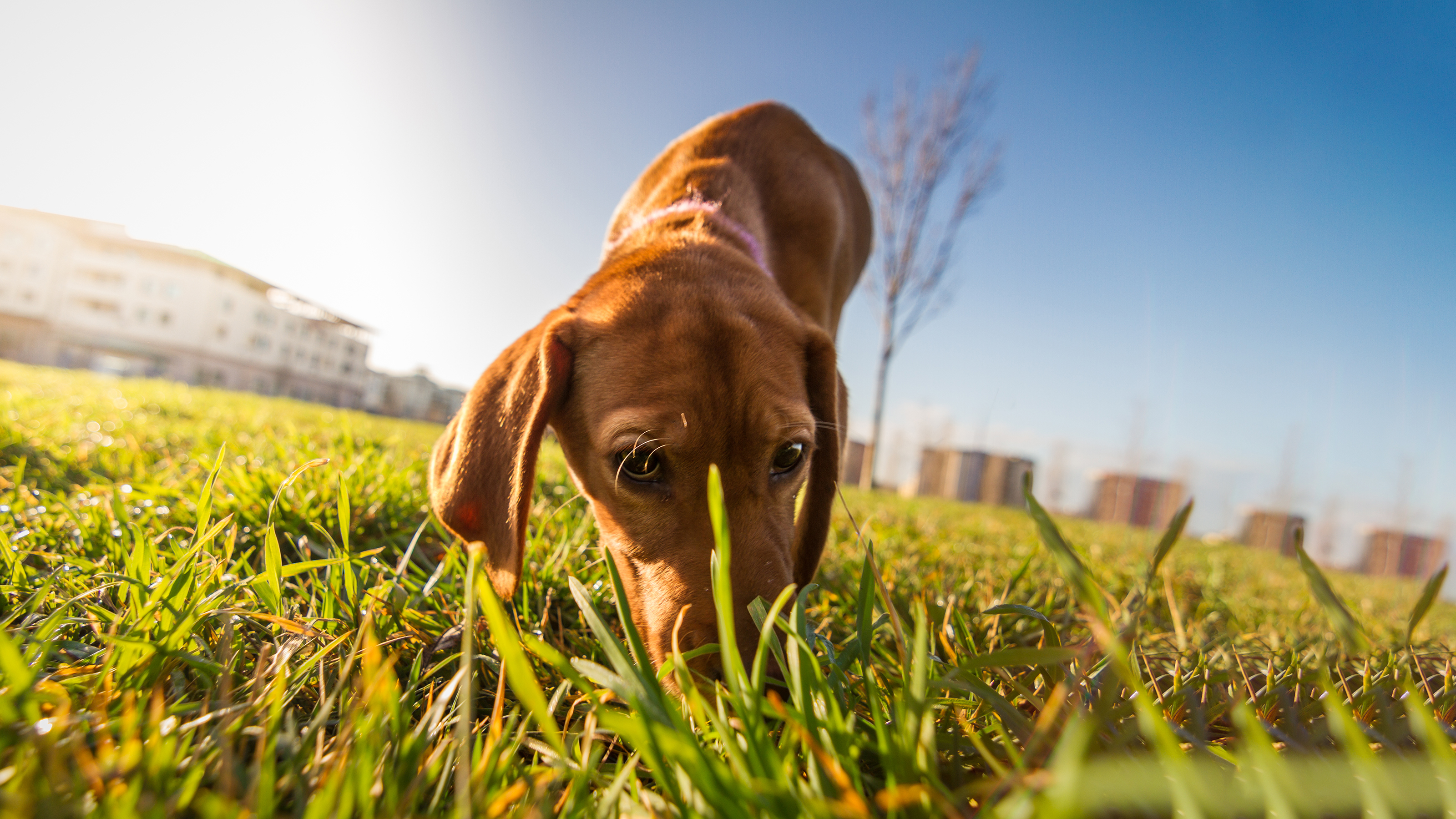 close up of dog sniffing