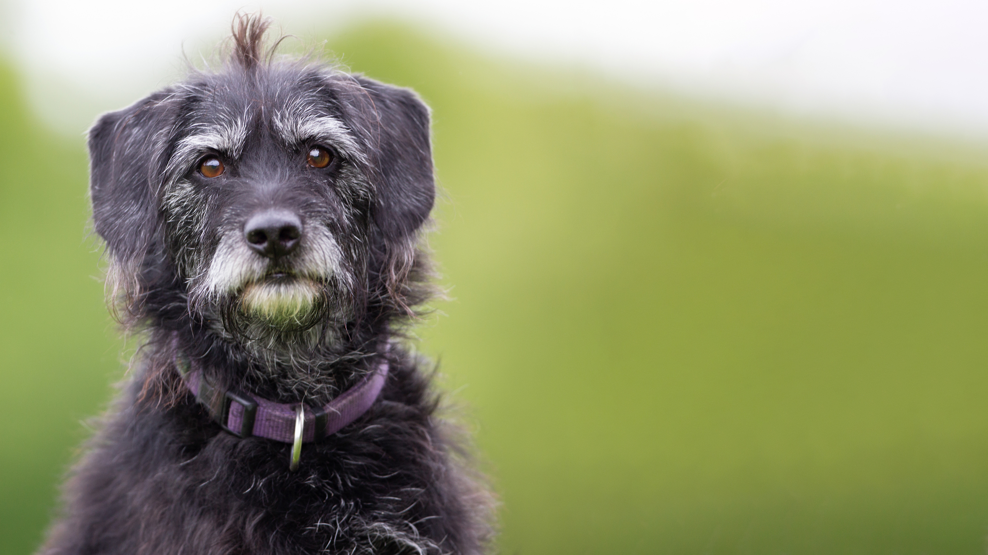 close up of senior dog