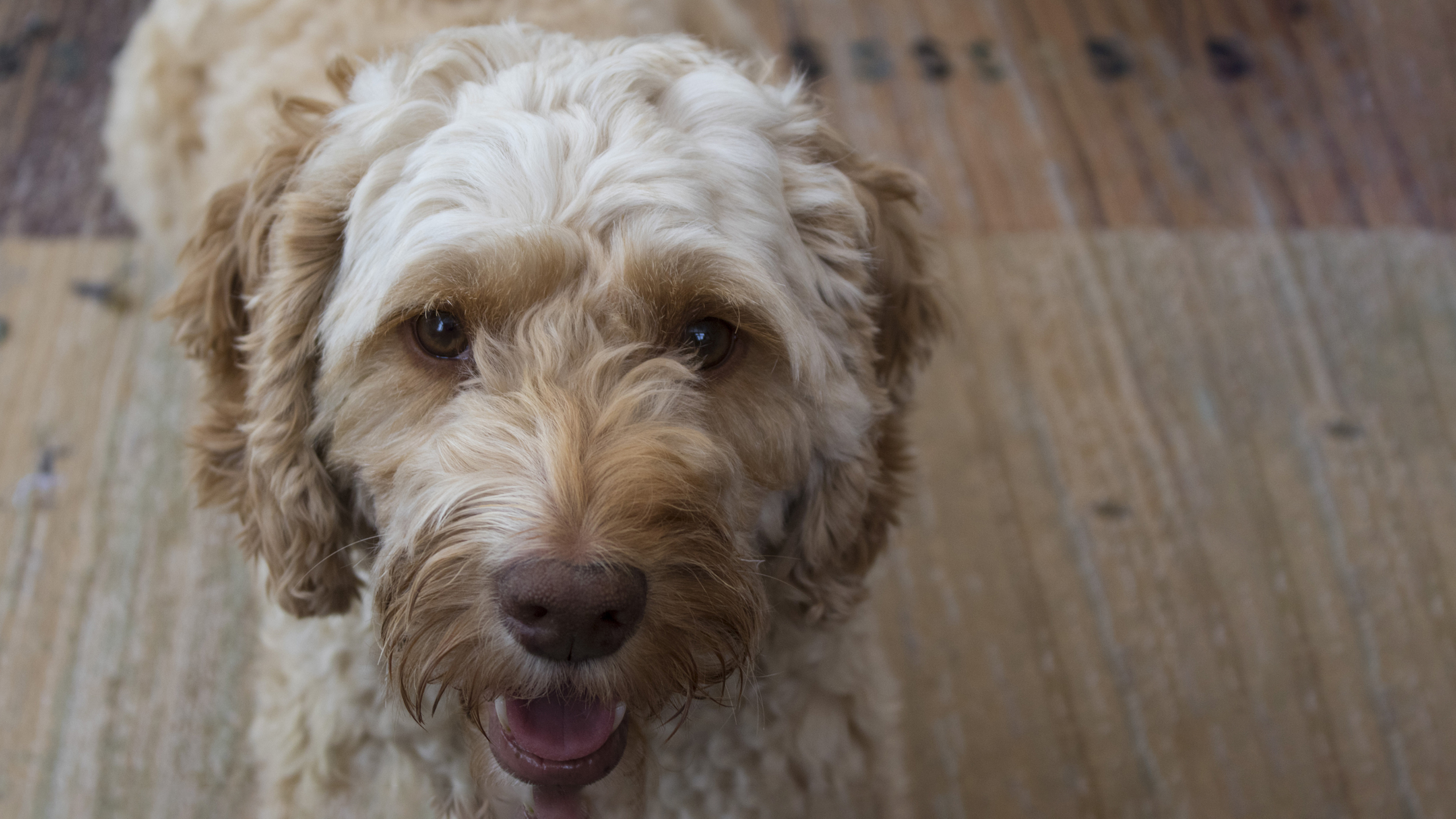 cockerpoo dog close up