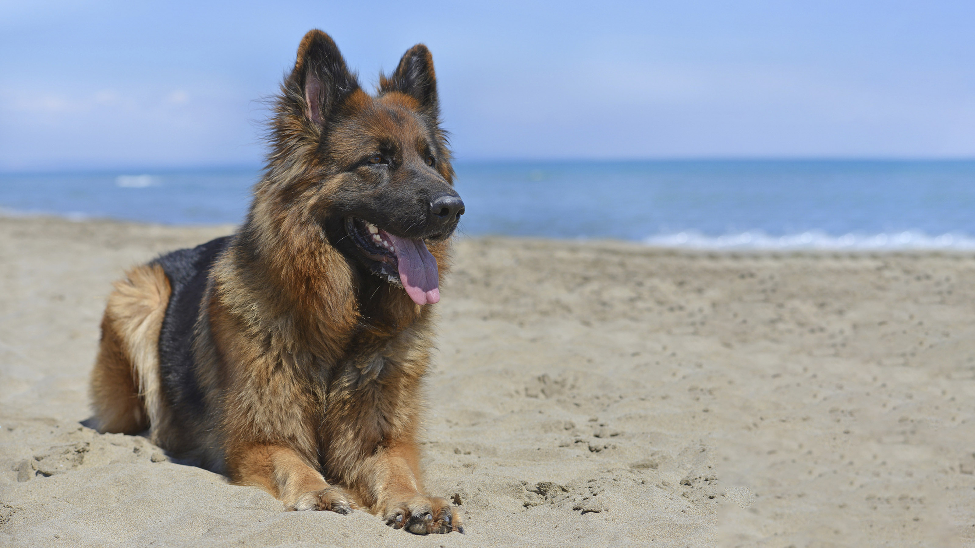 dog at beach