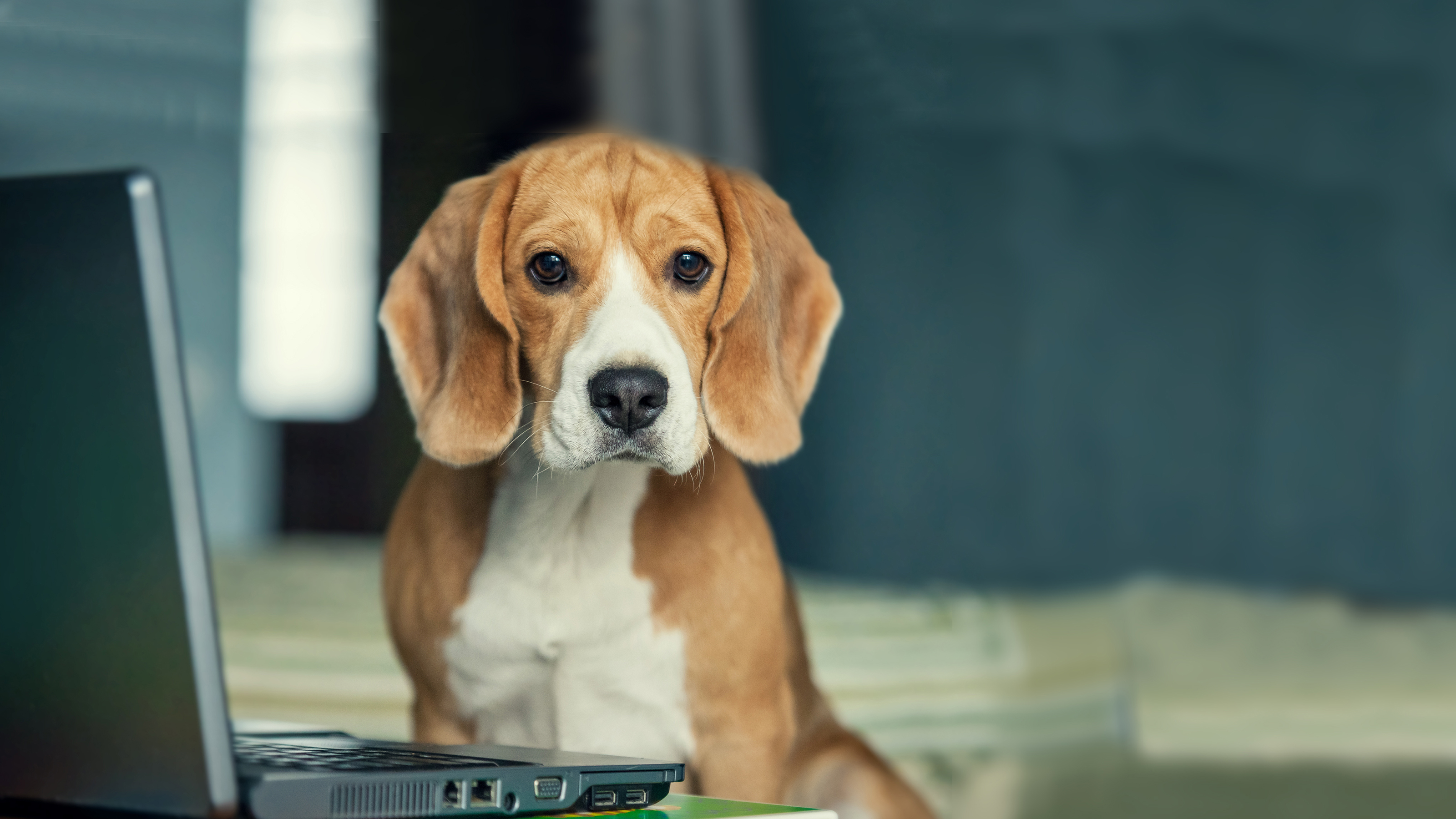 dog at laptop