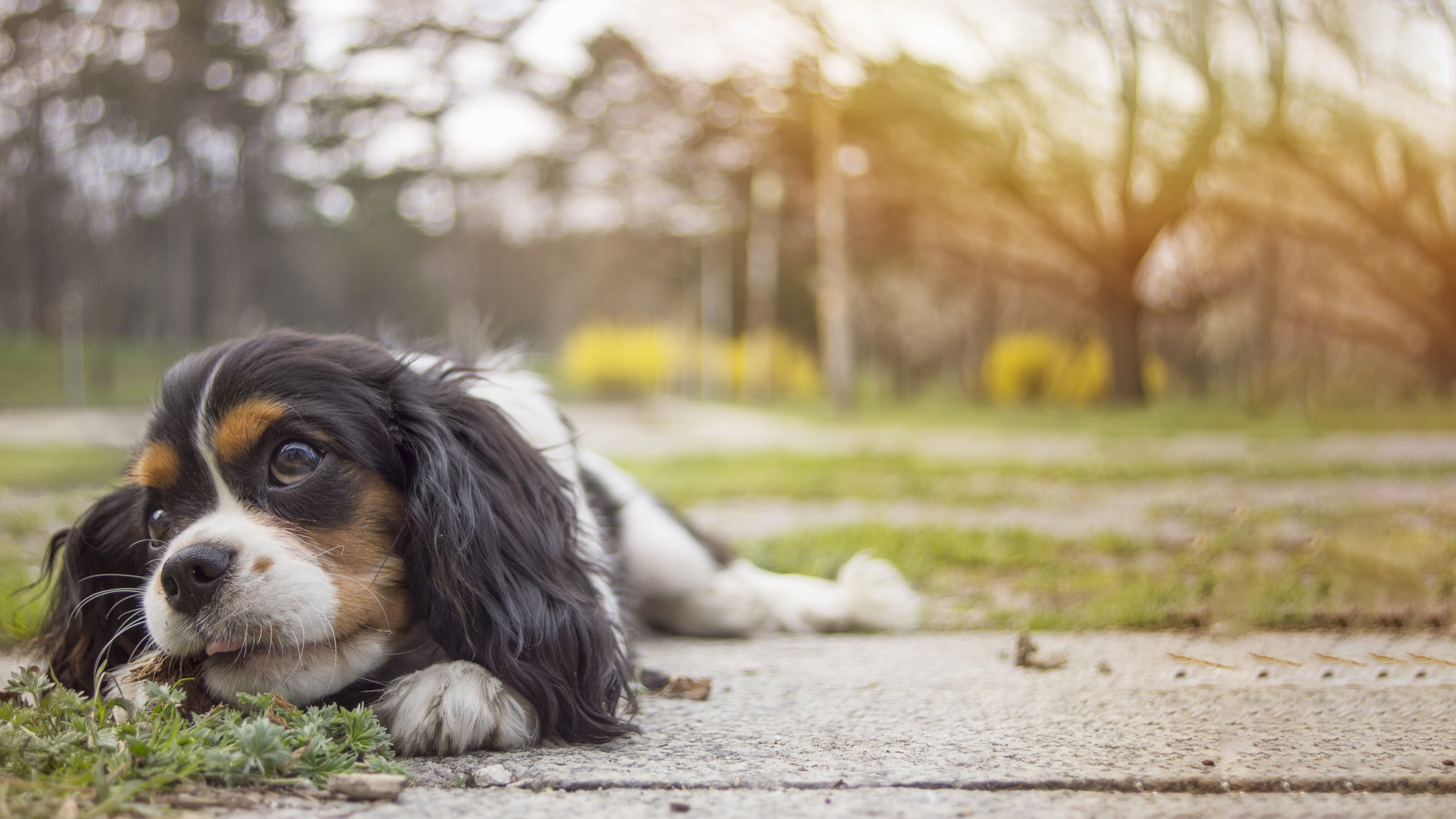 dog chewing on talk