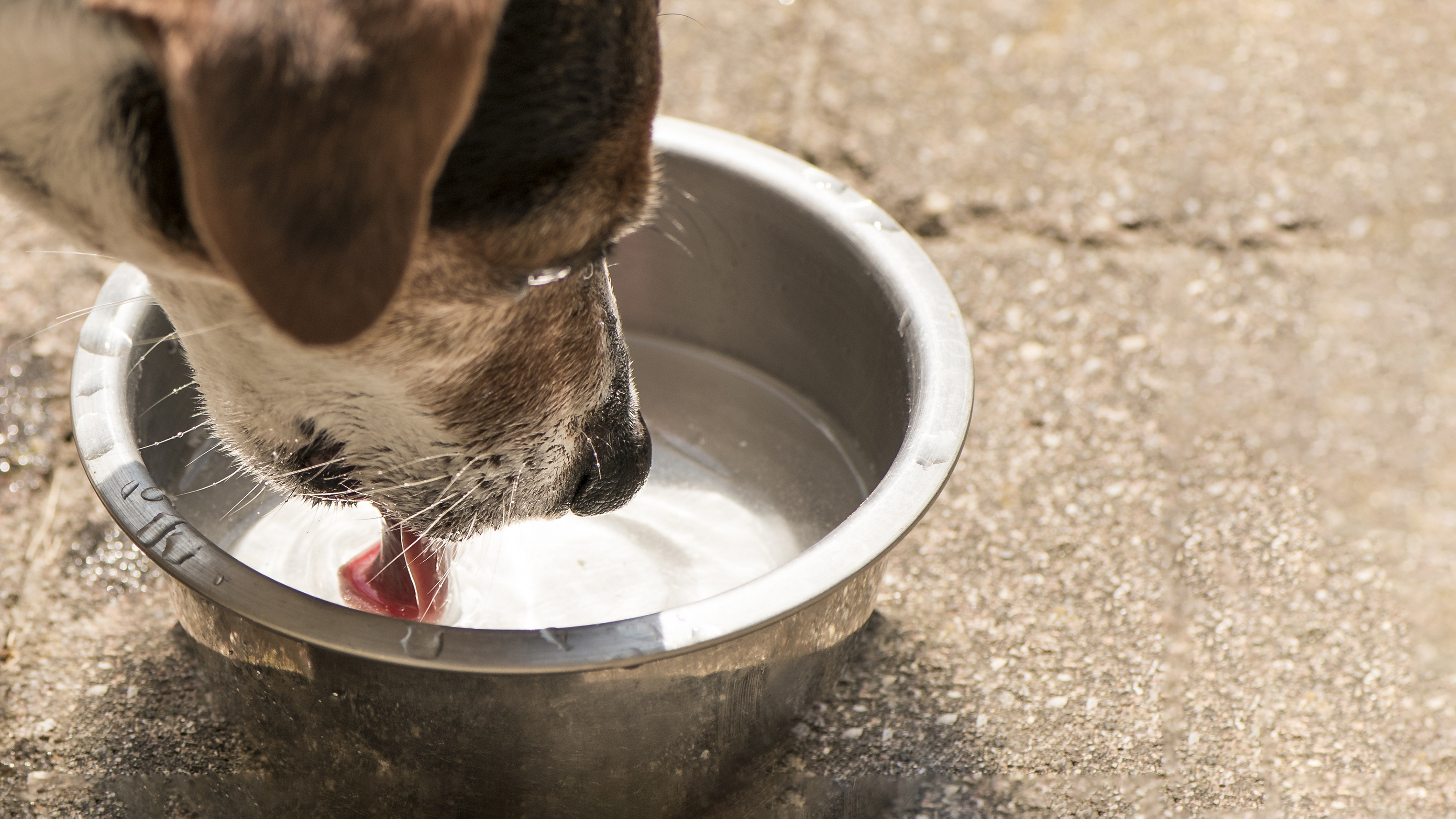 Dog drinking