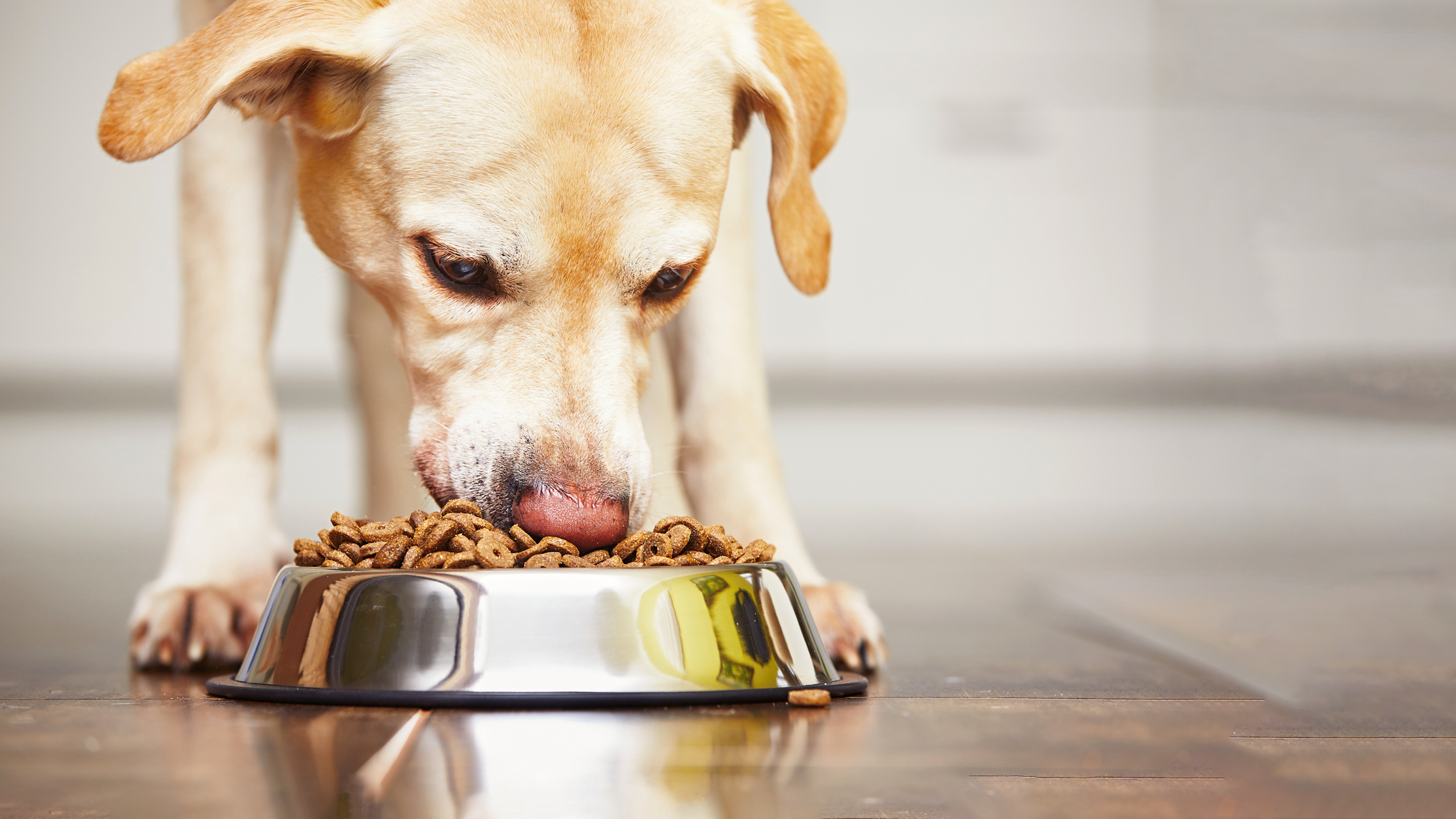 Food Guarding in Dogs | Vets4Pets