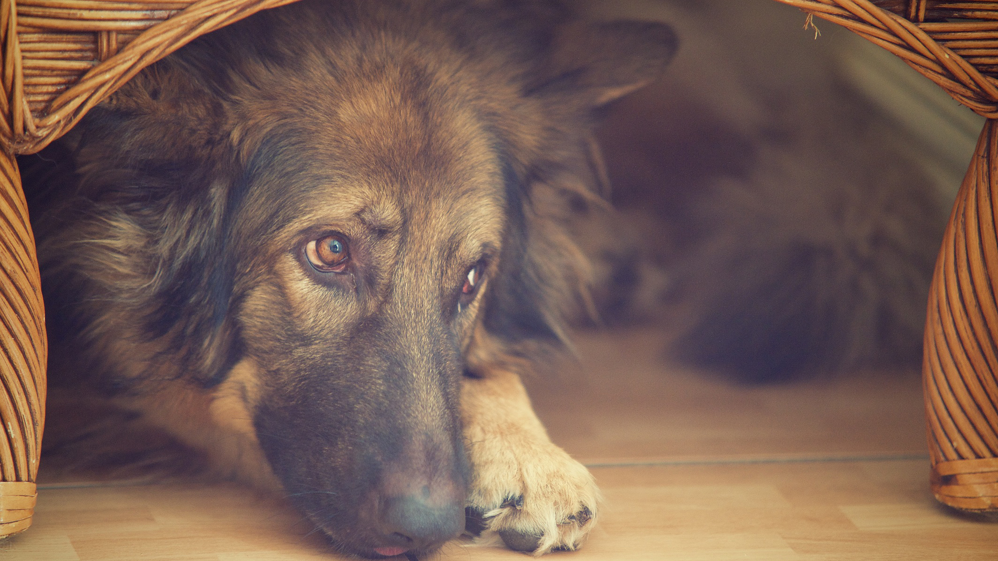 dog hiding in basket looking anxious