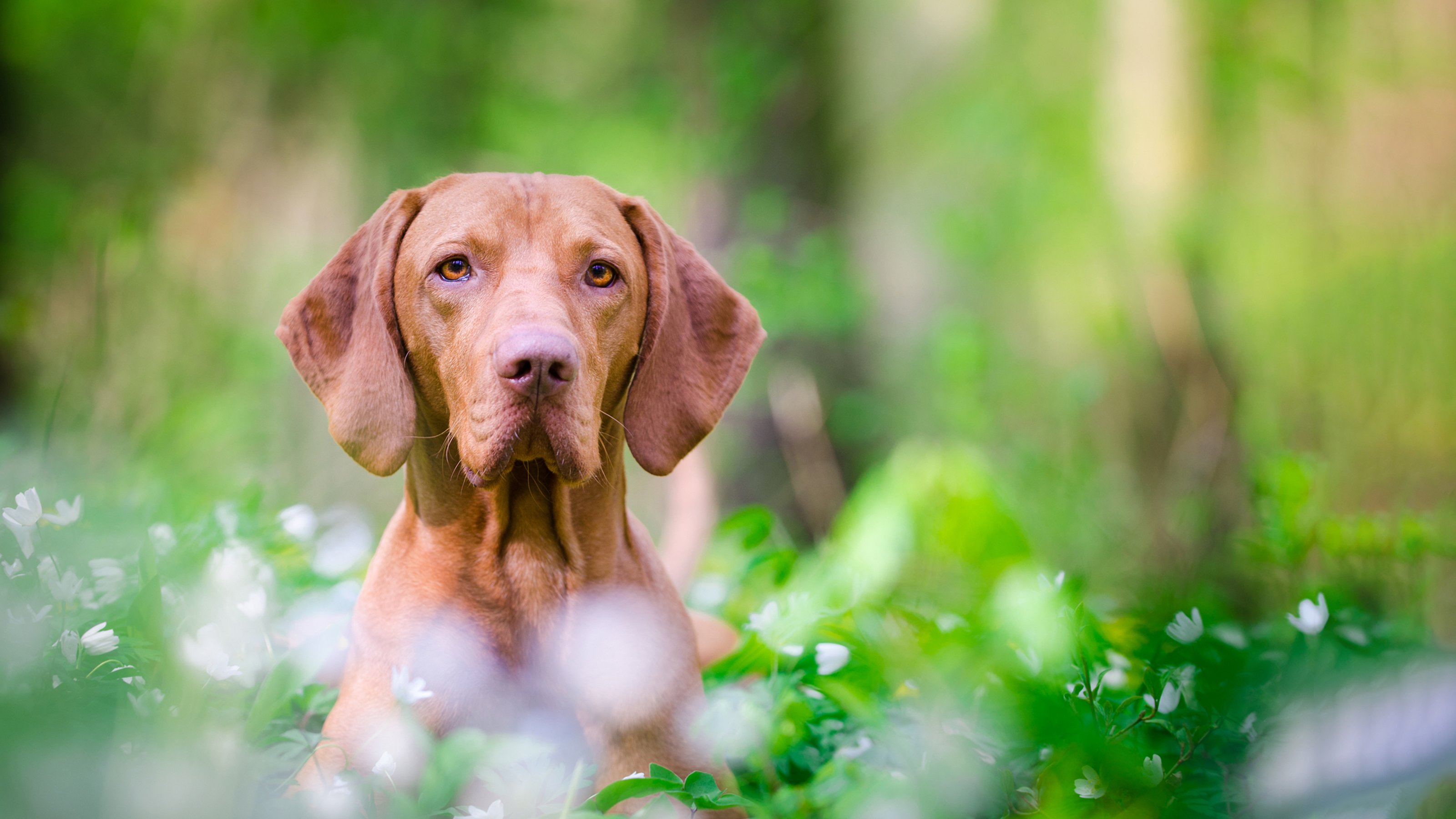 dog in field of flowers (2)