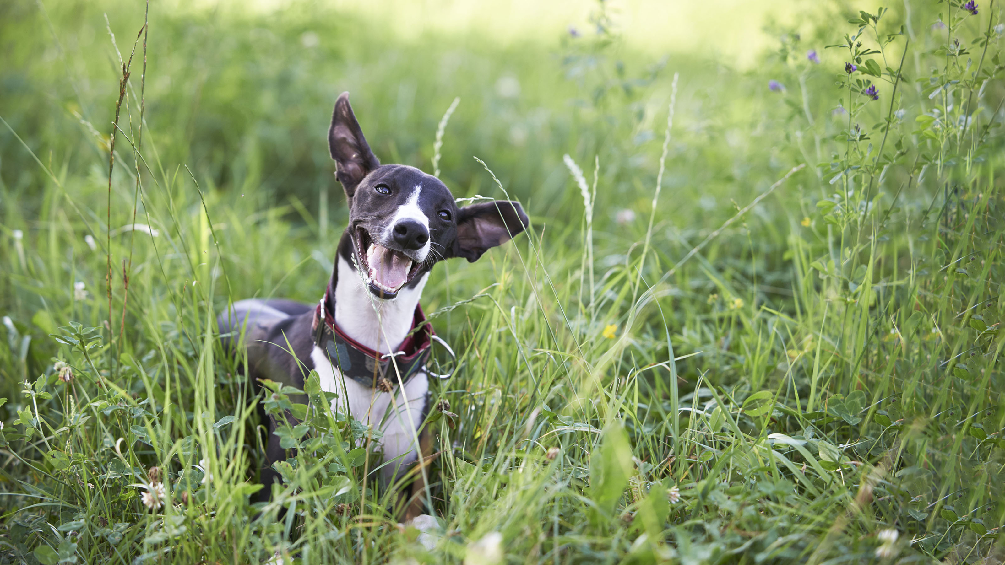 dog in grass