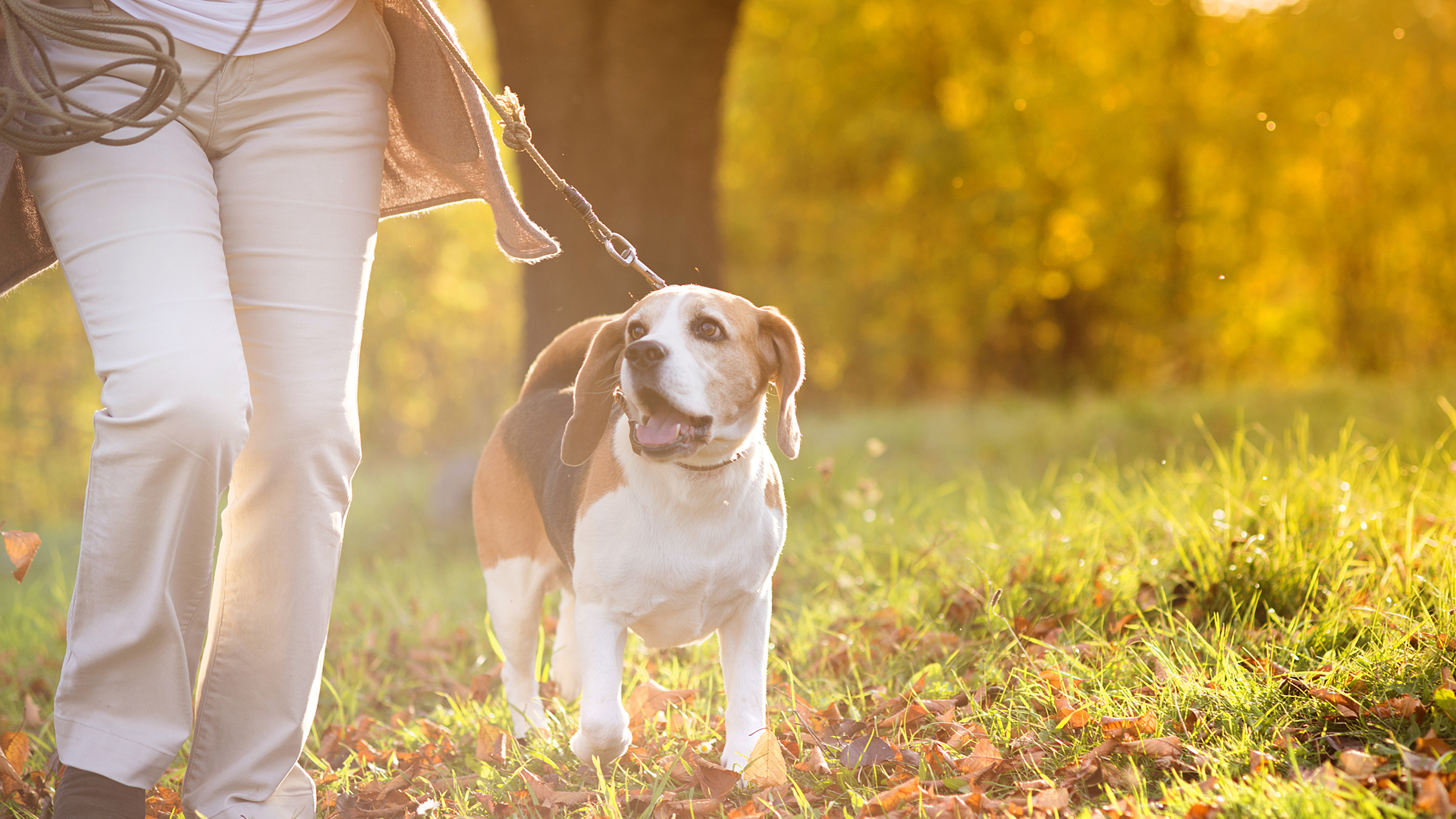 dog in lead at sunset on walk