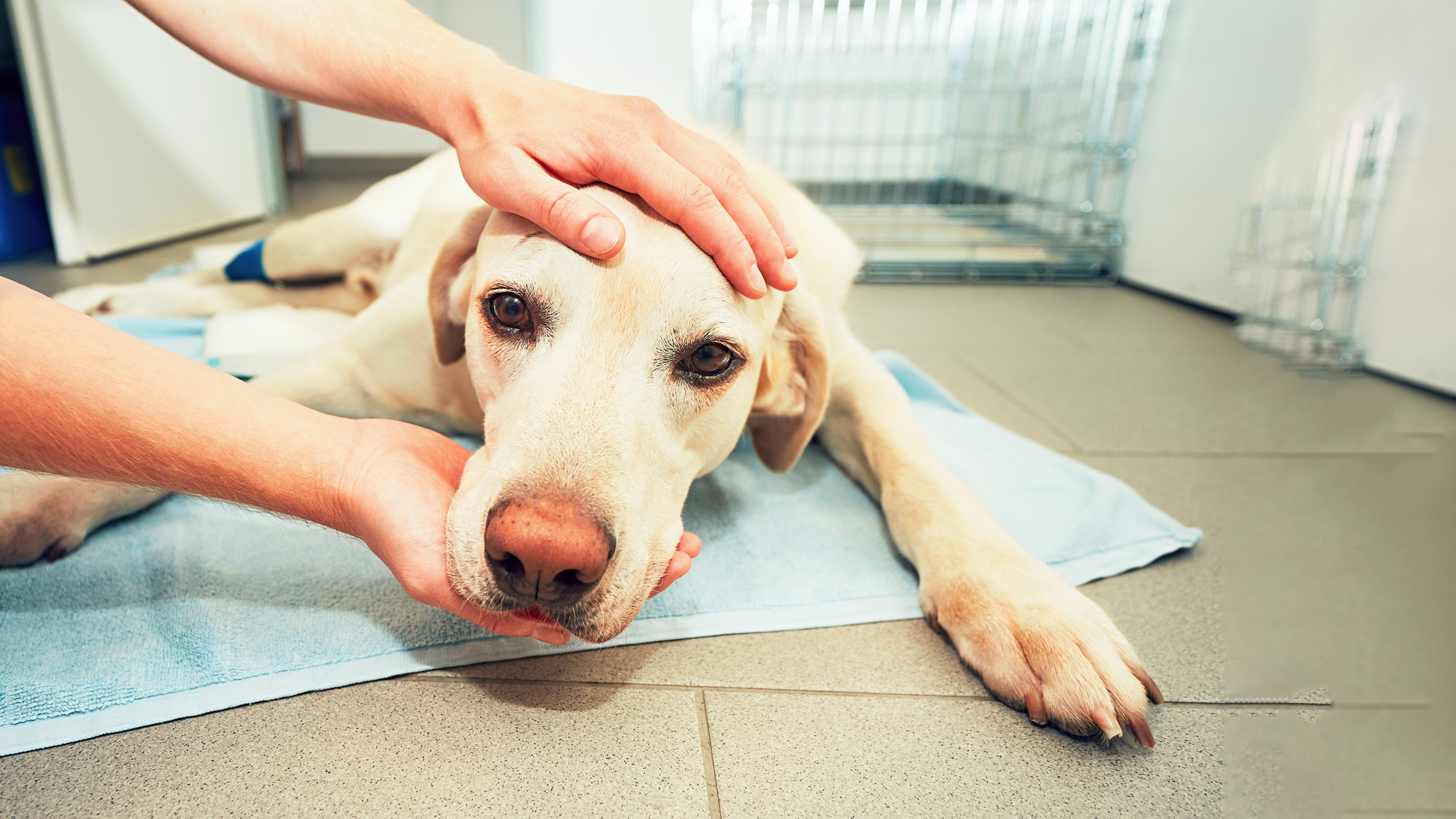 dog in vet kennels being stroked