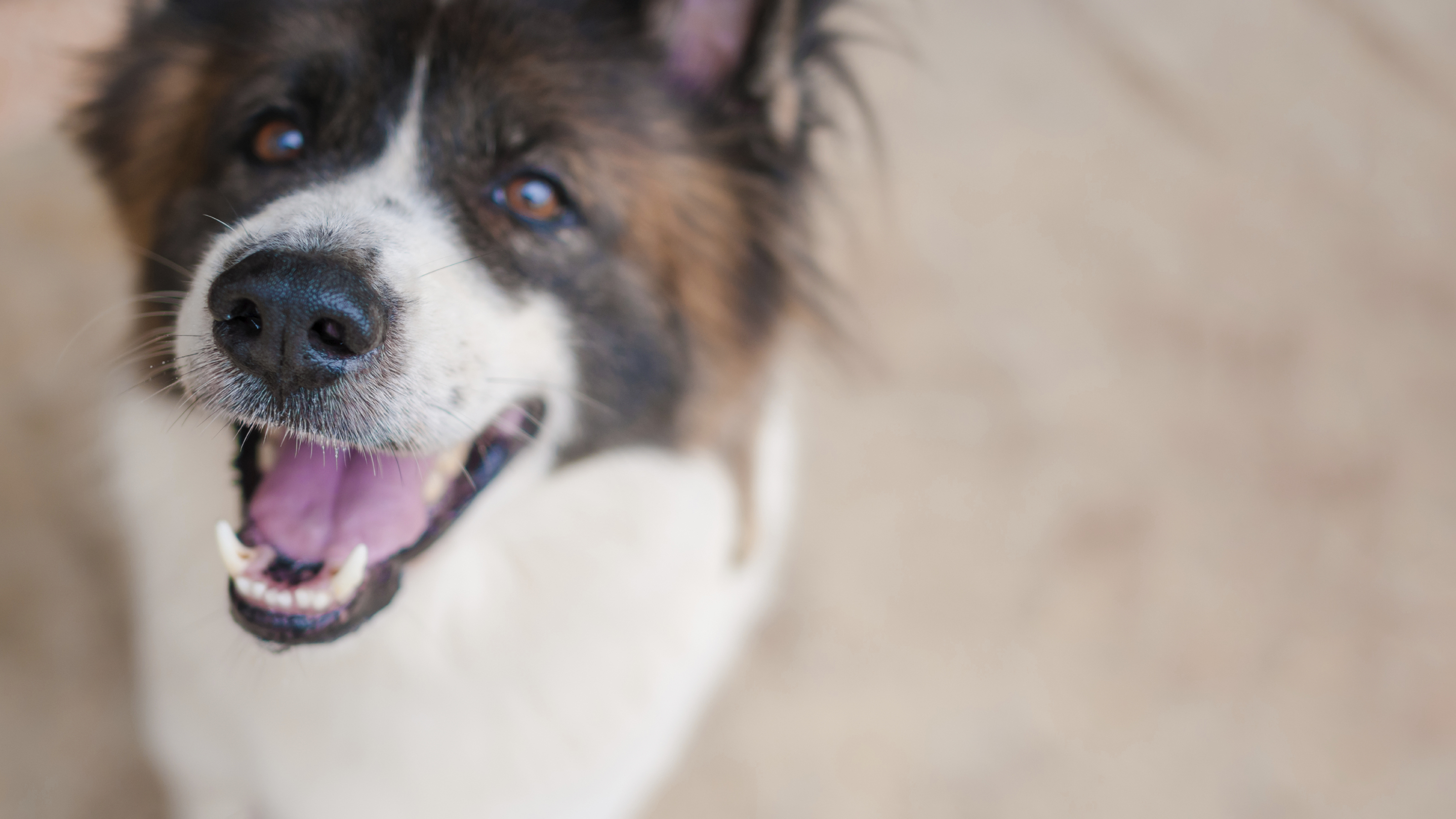 dog looking up at camera close up (2)