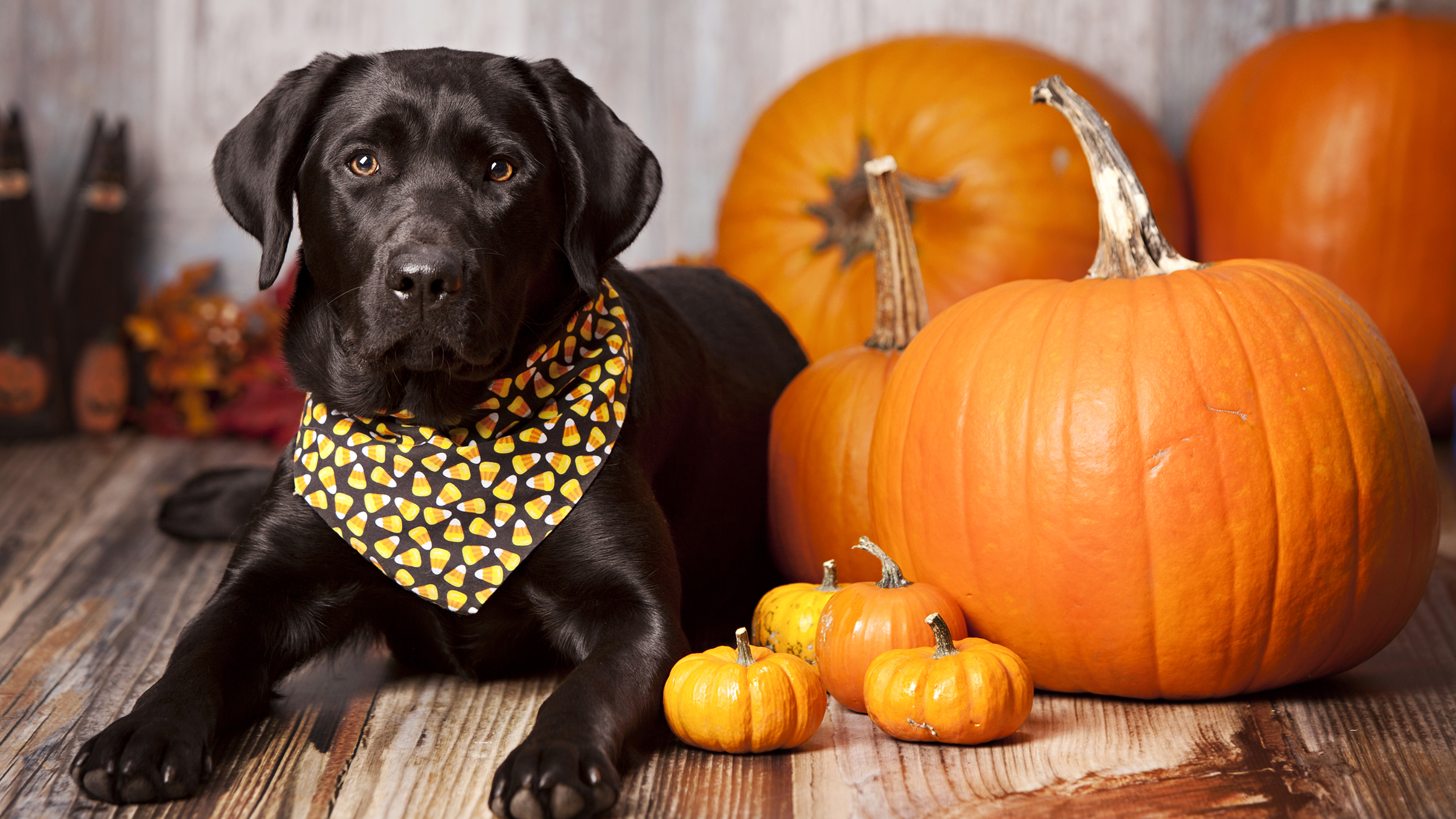 dog next to pumpkins halloween